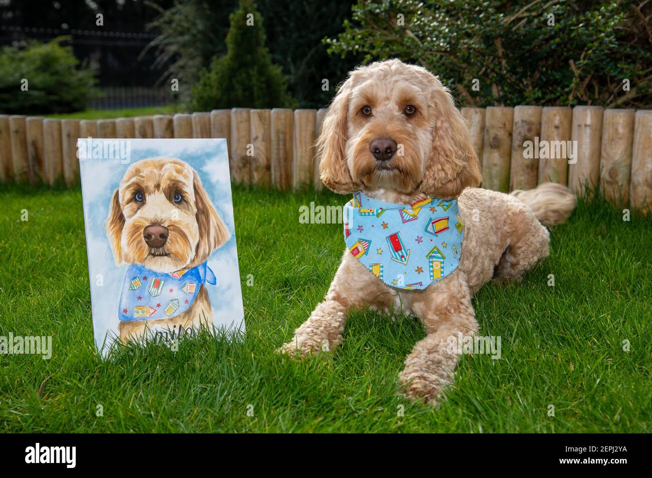 A Cockapoo pet dog sat alongside a watercolour portrait Stock Photo - Alamy