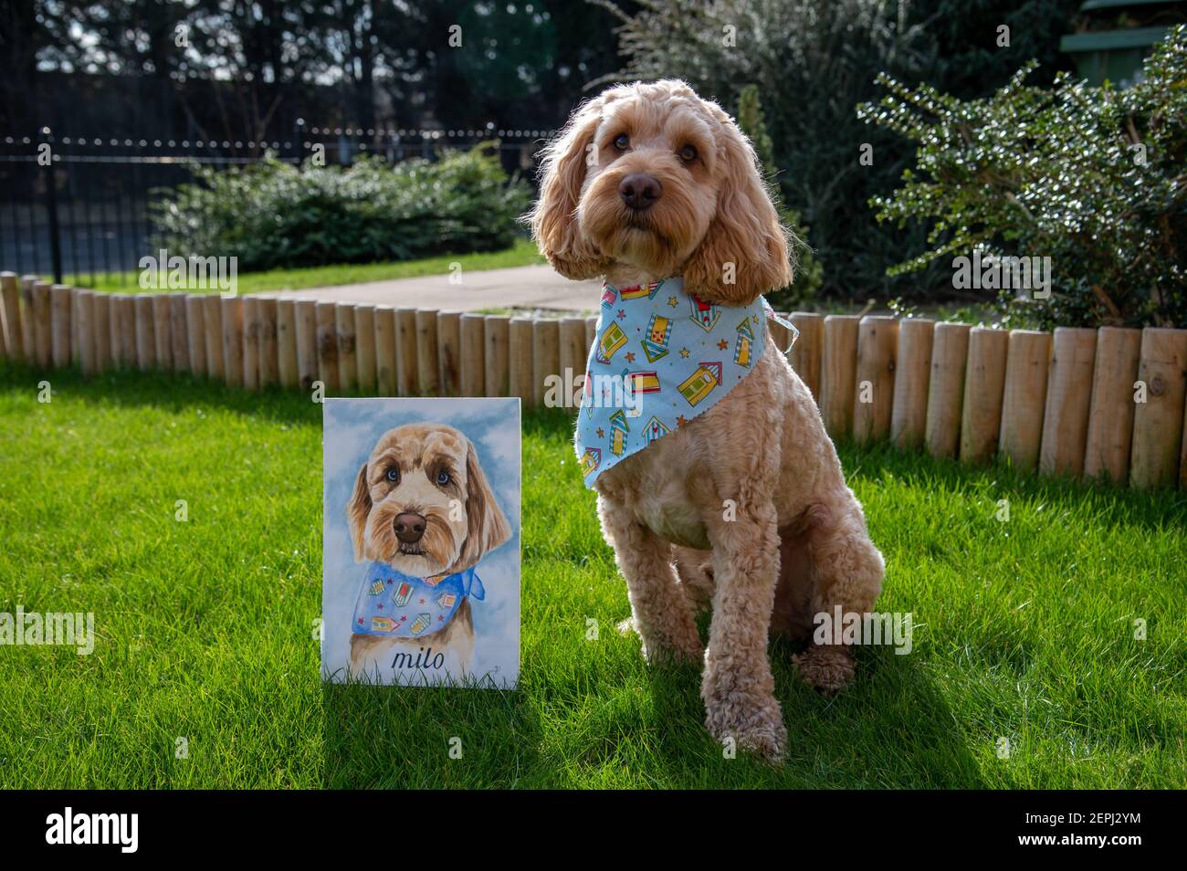 A Cockapoo pet dog sat alongside a watercolour portrait Stock Photo - Alamy