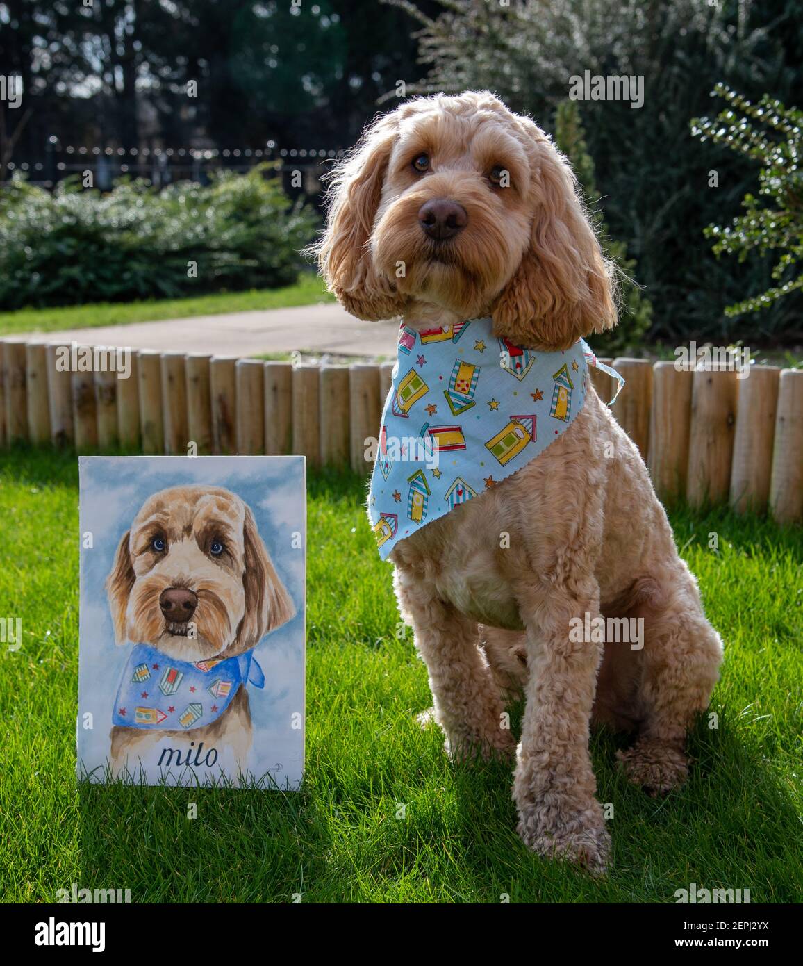 A Cockapoo pet dog sat alongside a watercolour portrait Stock Photo