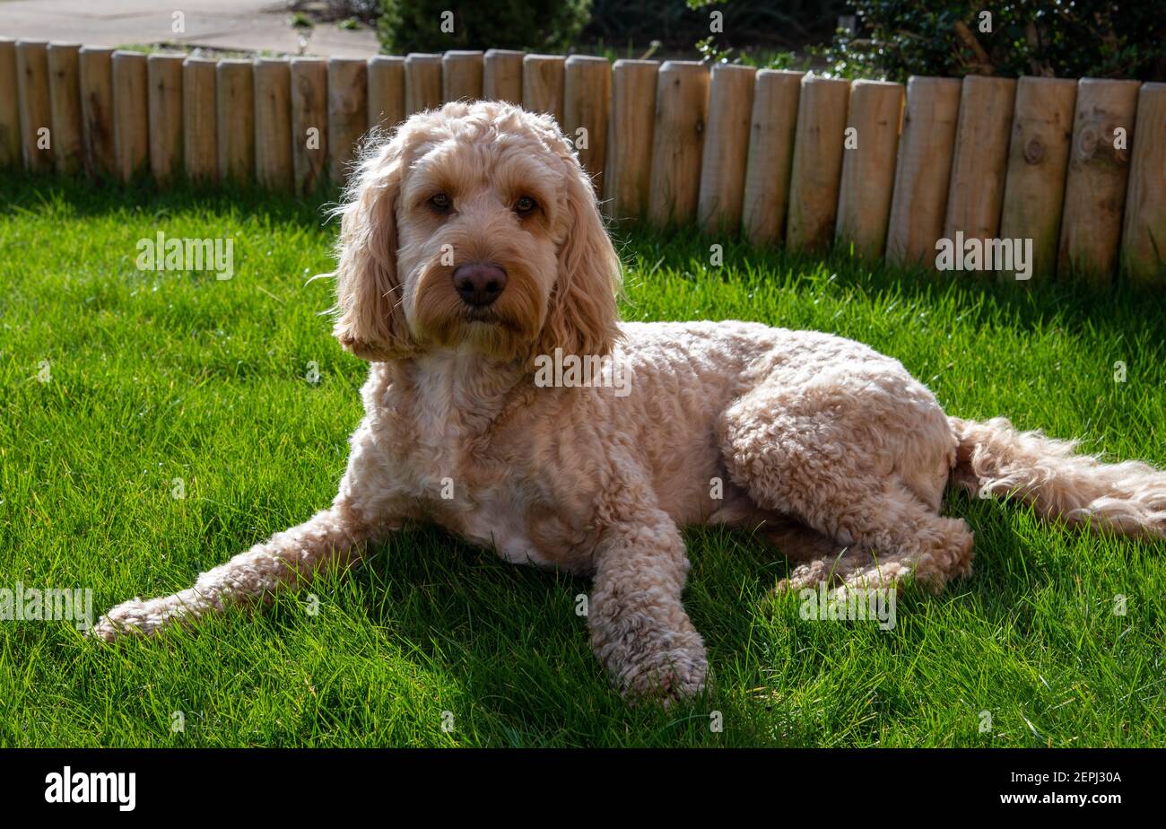 A Cockapoo pet dog sat on grass in the sunshine Stock Photo
