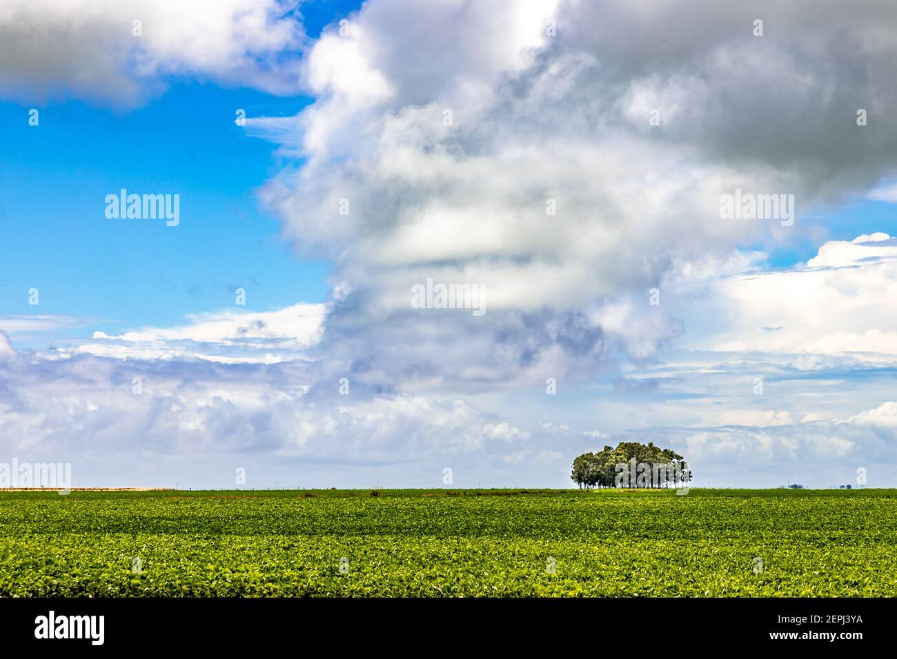 Soy field brazil hi-res stock photography and images - Alamy
