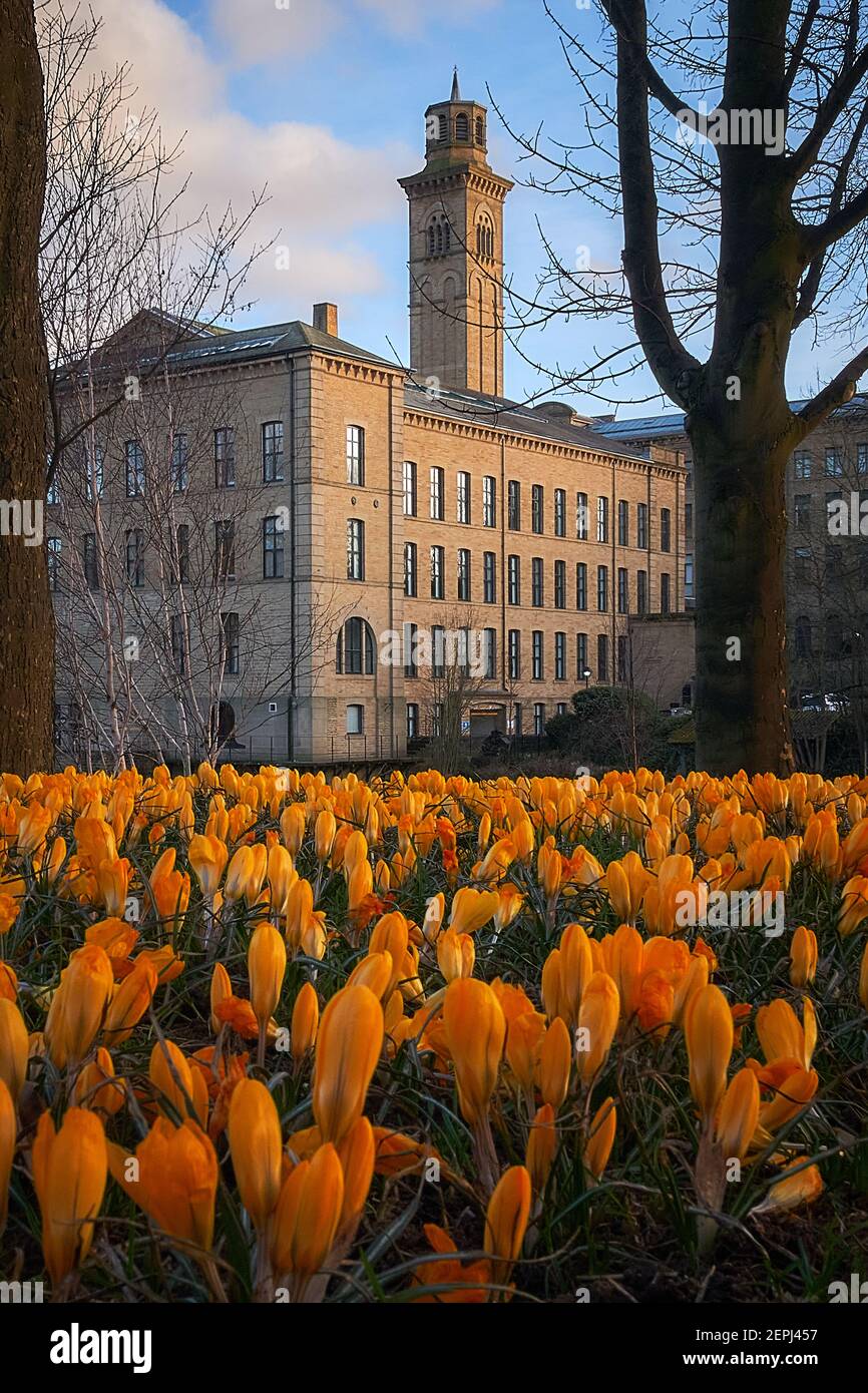 Crocuses blooming in front of the river Aire and the textile mills of ...