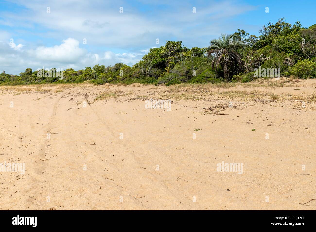 Vegetation and road around a beach in Lagoa do Patos lake, Tapes, Rio