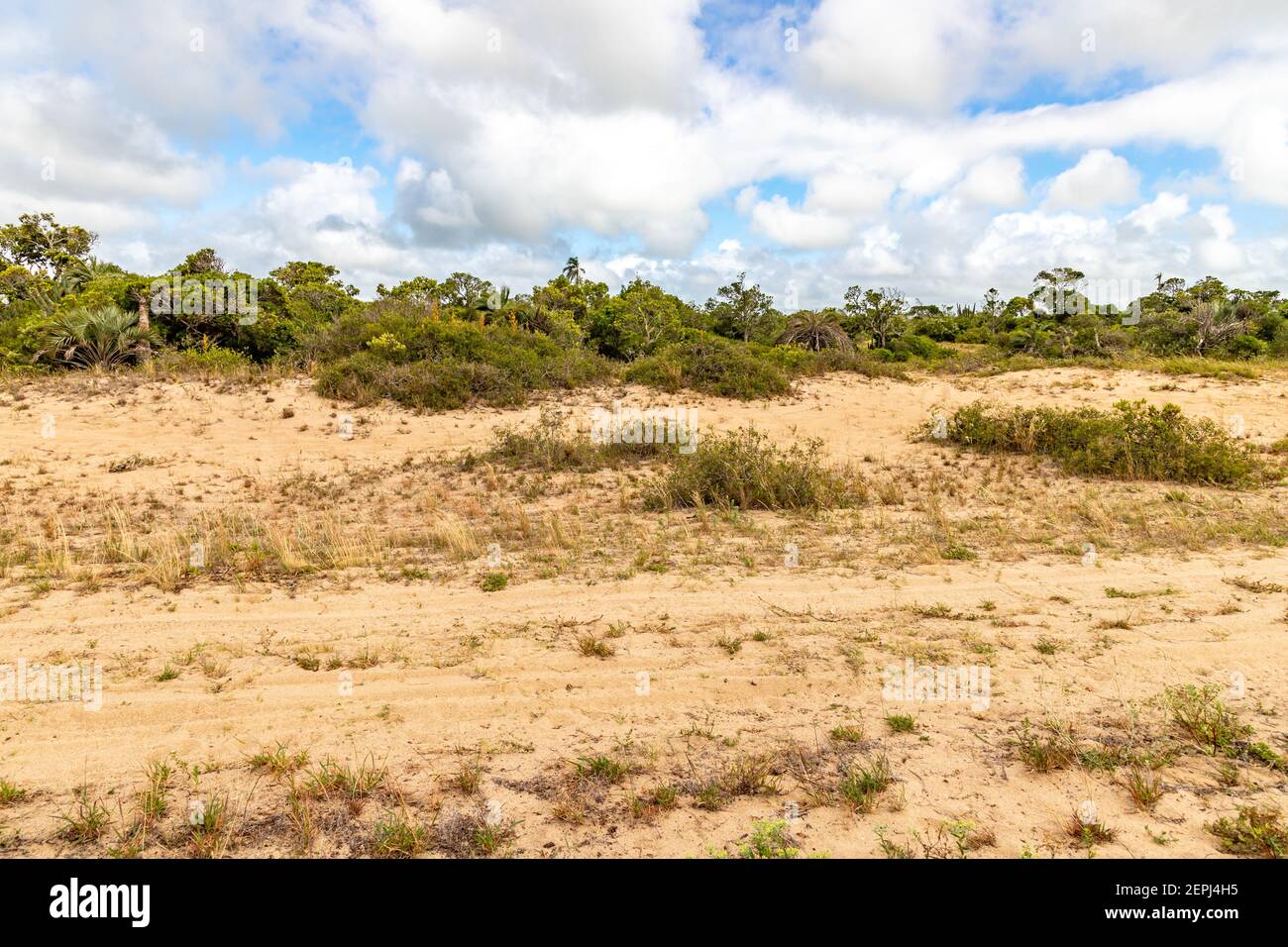 Vegetation around a beach in Lagoa do Patos lake, Tapes, Rio Grande do