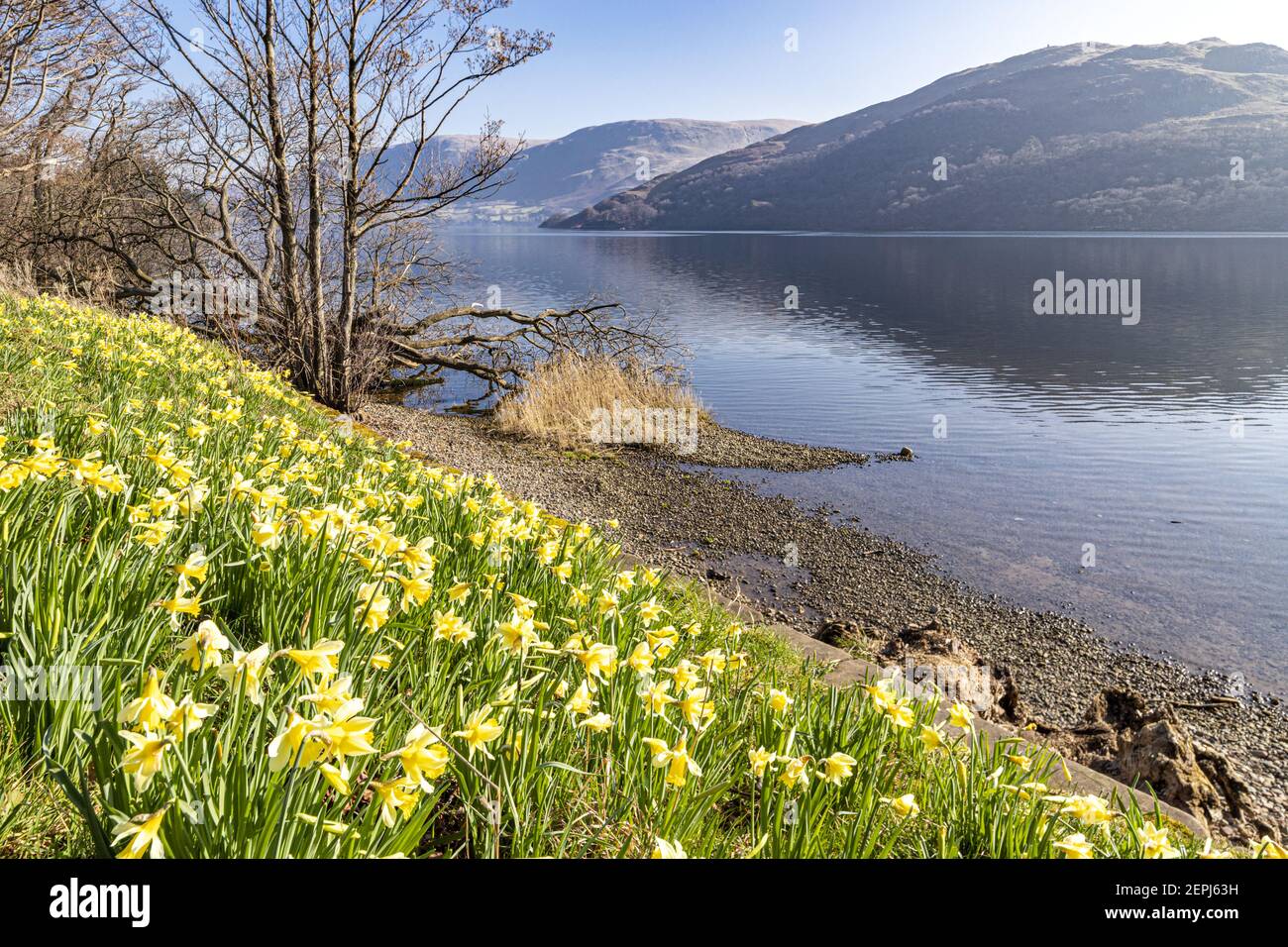 Ullswater Daffodils High Resolution Stock Photography and Images Alamy