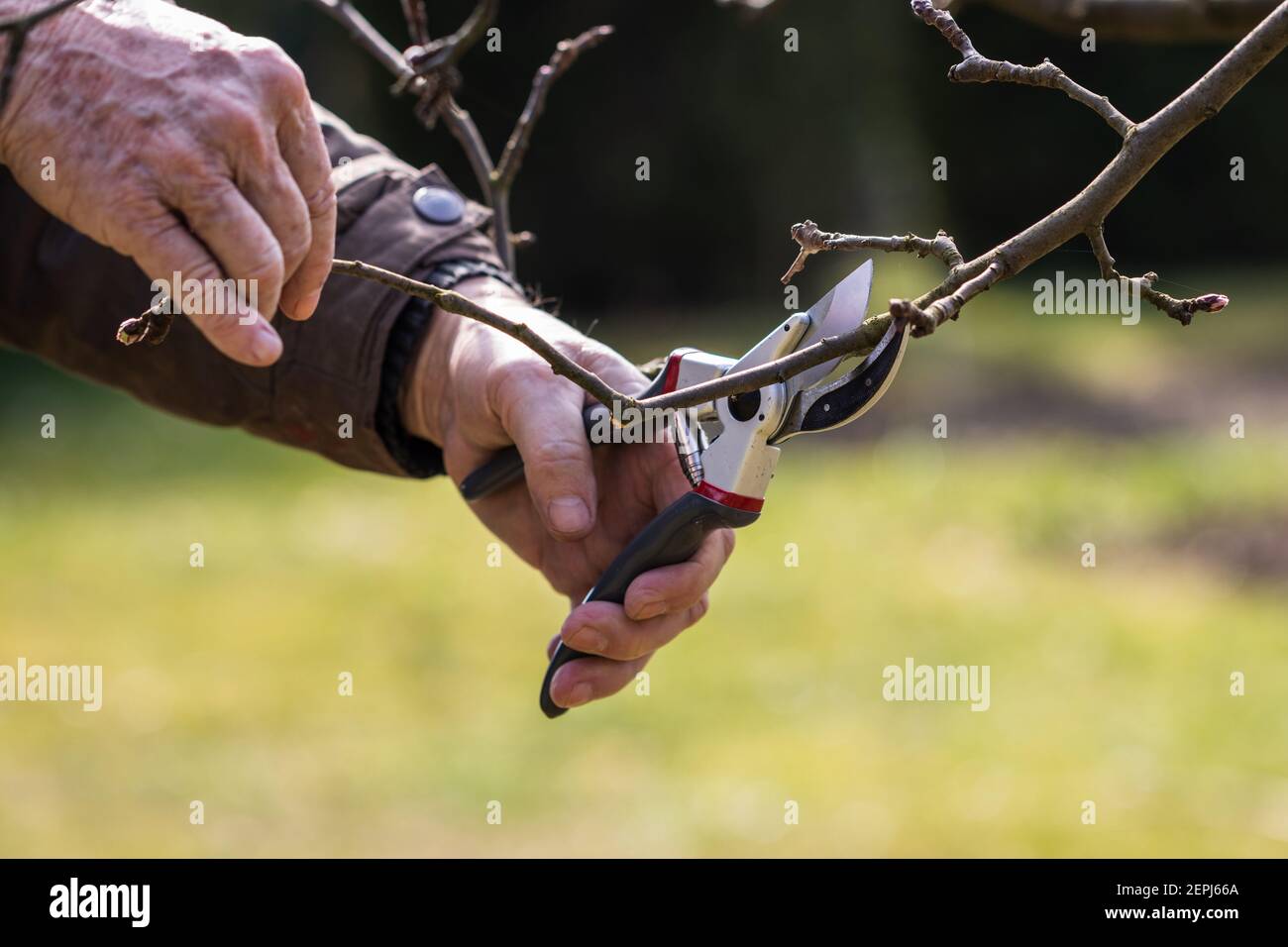 Old farmer cutting branch by pruning shears, gardening at springtime. Closeup hands working
