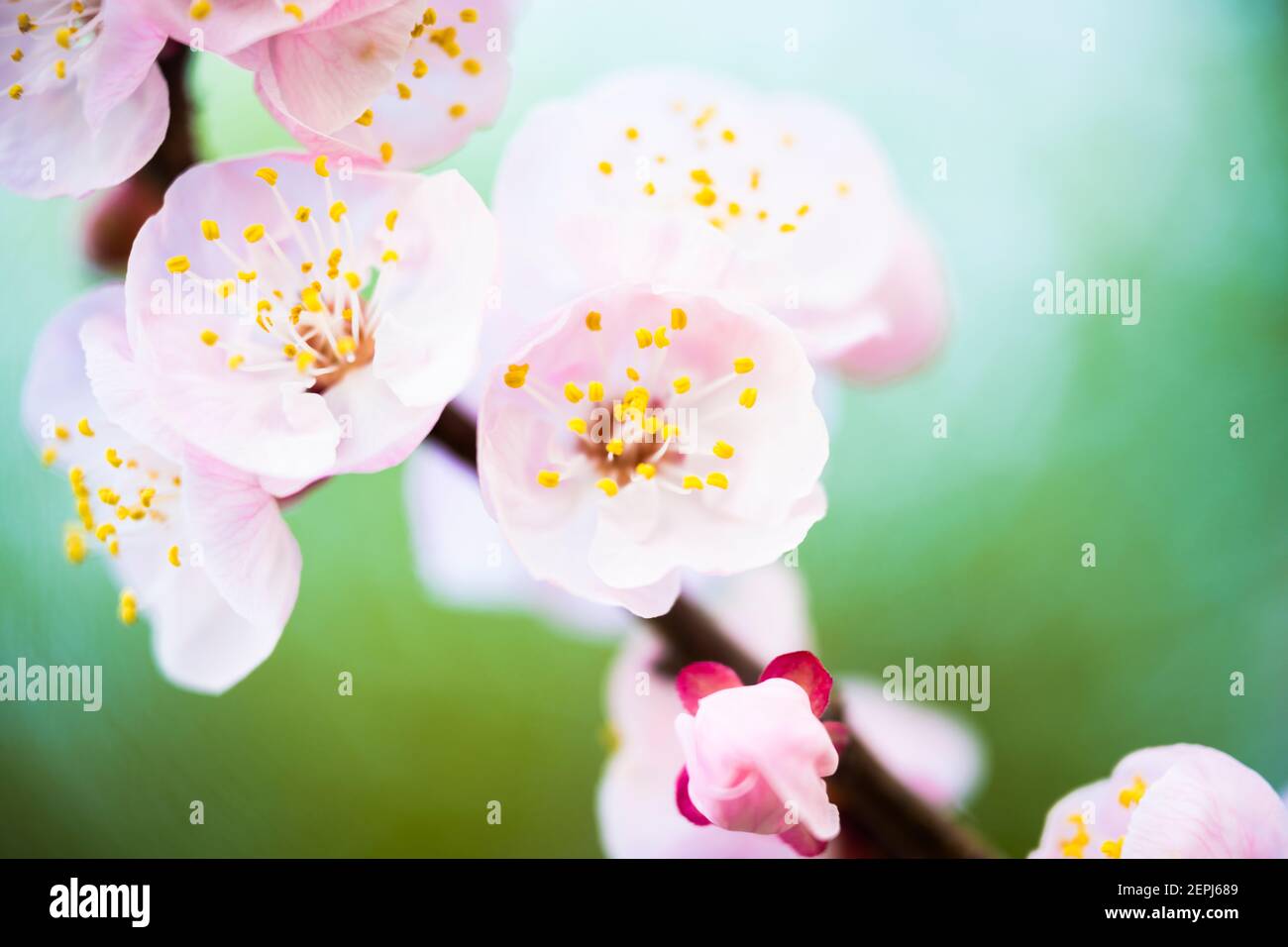 (Selective focus) Close-up view of some Plum blossoms during the flowering season. Natural background with copy space, Kyoto, Japan Stock Photo