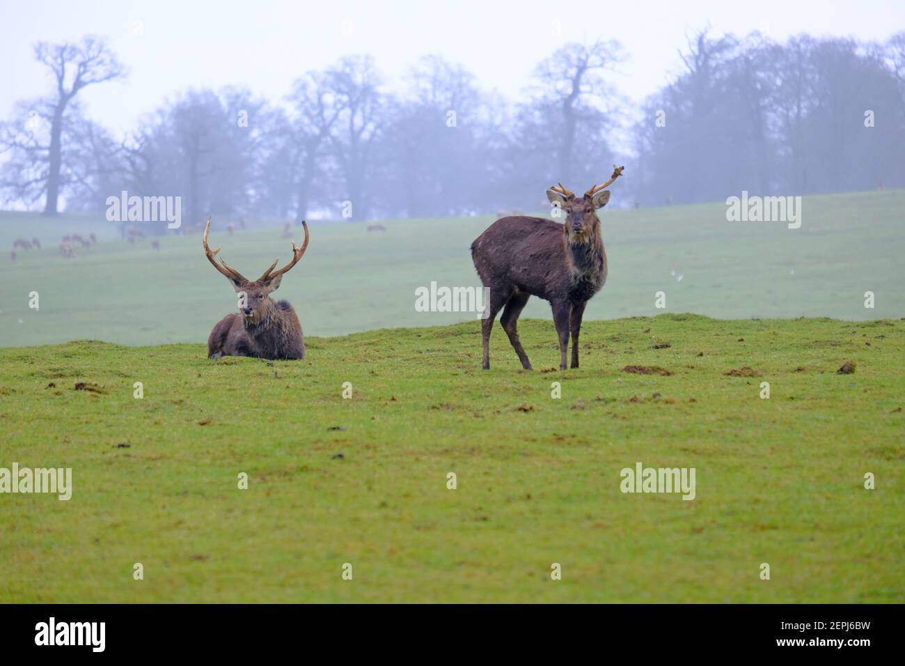 Manchurian Sika deer stags resting. Woburn, England. Stock Photo