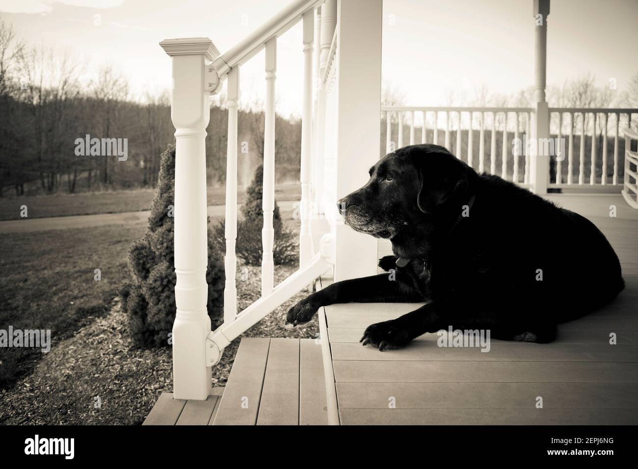 A very old black labrador retriever resting on a front porch Stock Photo