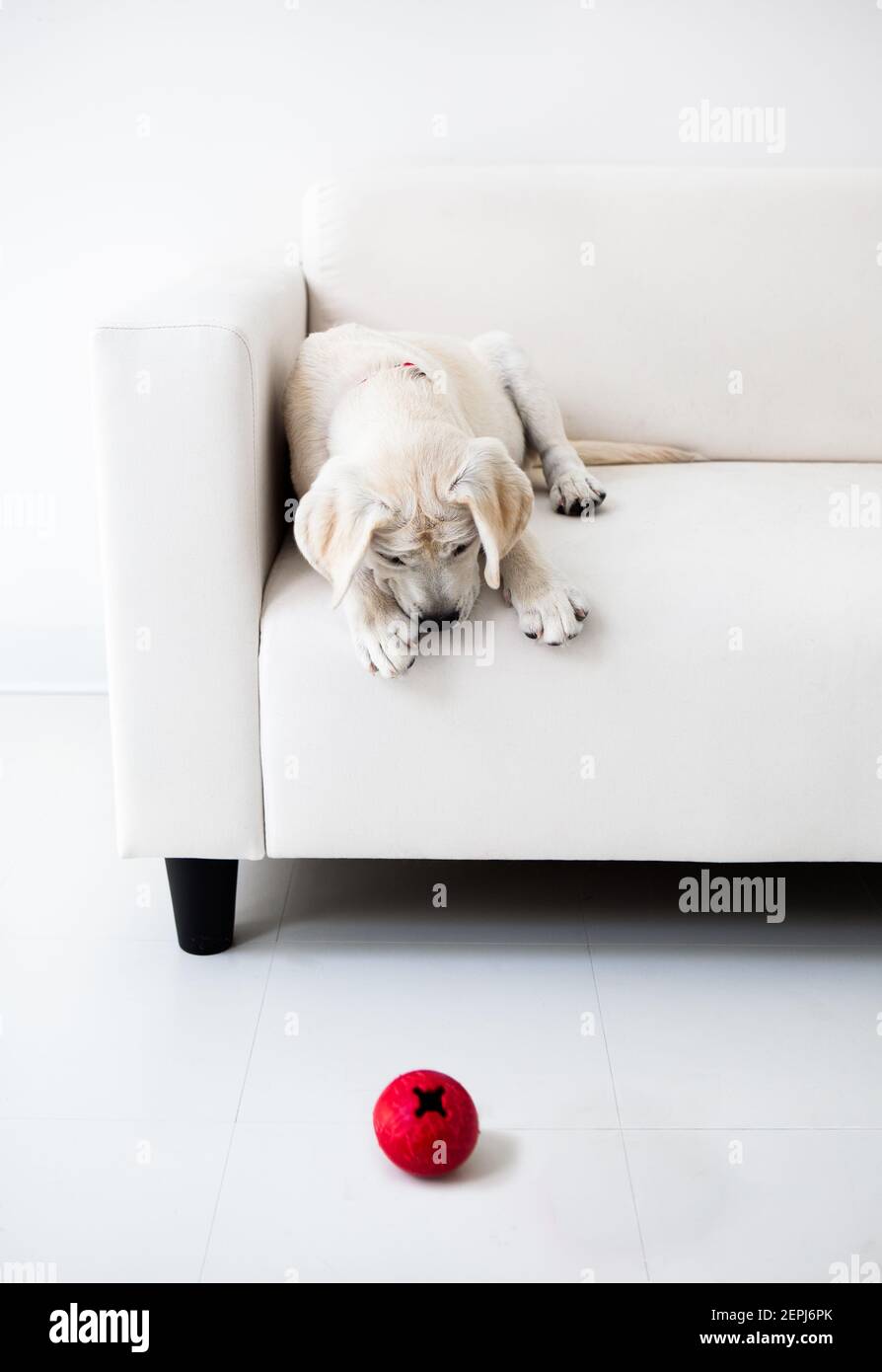 A yellow lab puppy on a couch, looking at a ball on the floor. Stock Photo