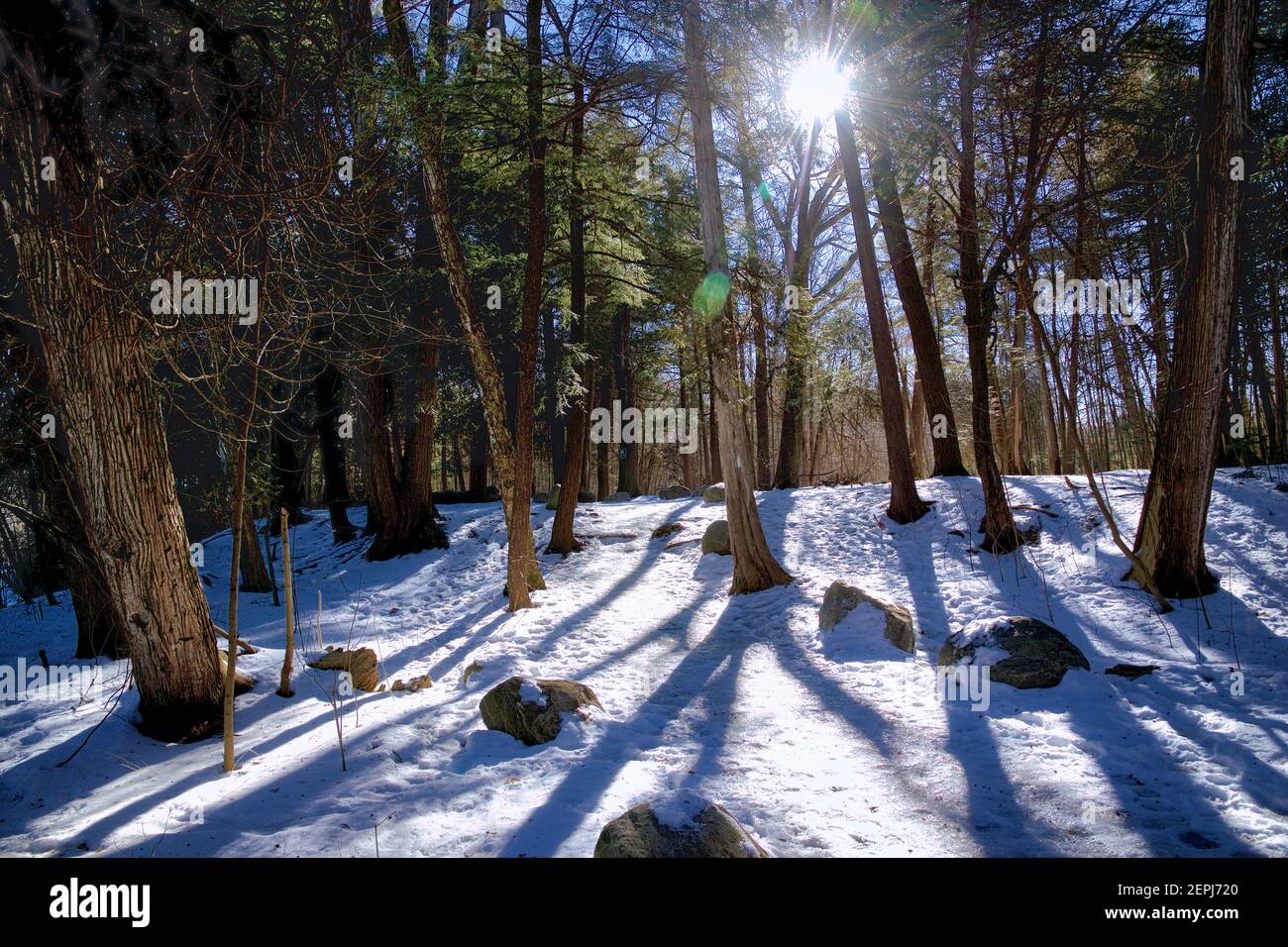 The forest in winter. Sunlight peeking through the trees with lens flare and shadow Stock Photo