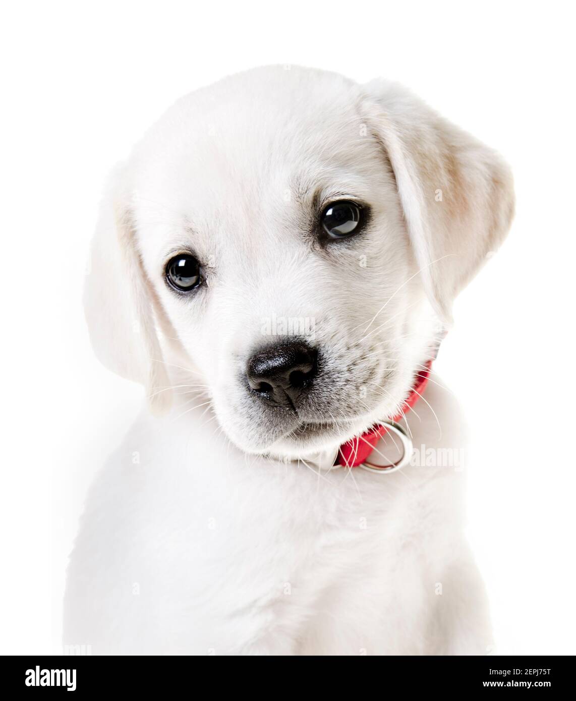 An adorable yellow lab puppy isolated on white Stock Photo