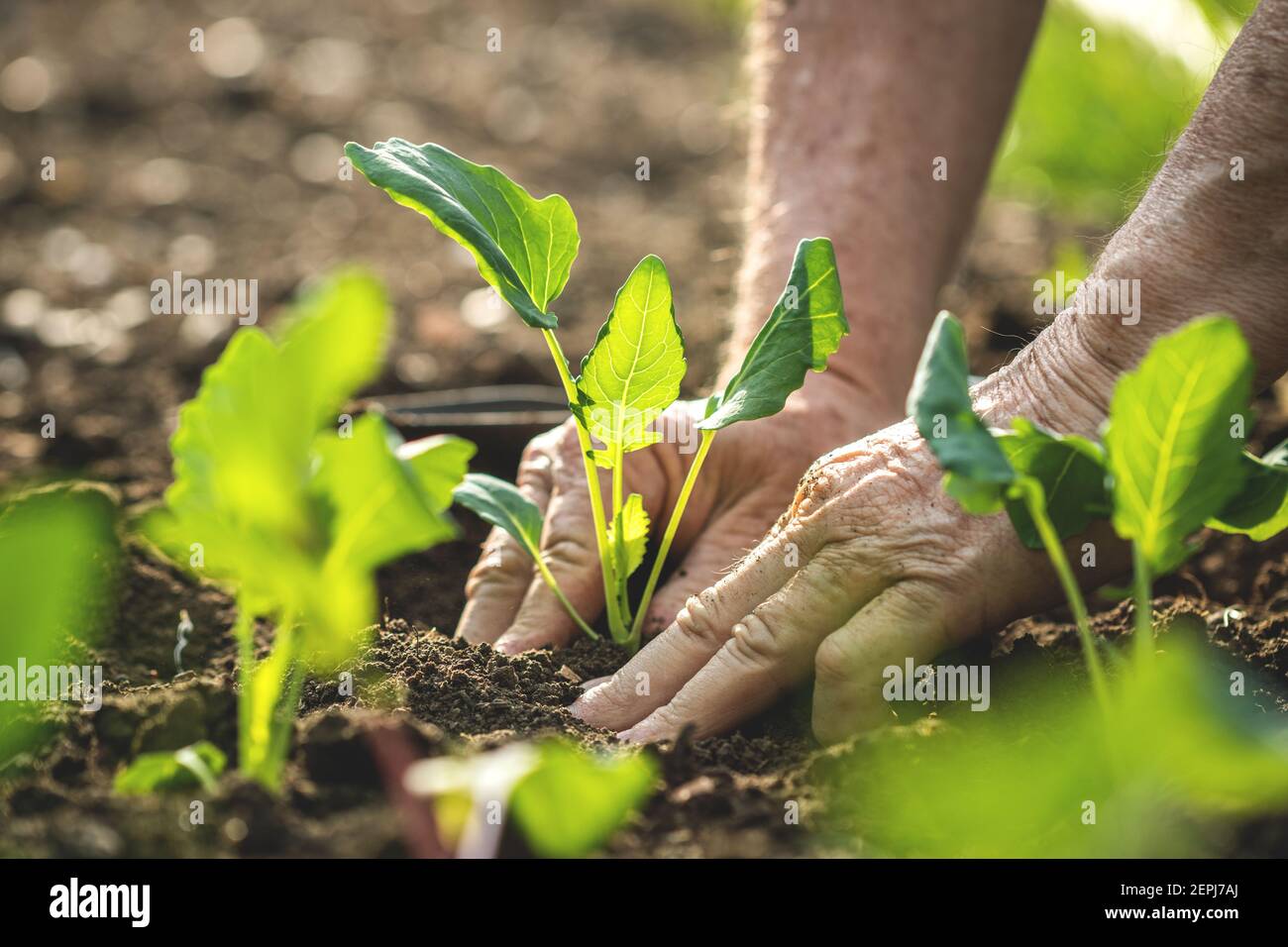 Farmer hands planting kohlrabi seedling in organic garden. Gardening at spring season. Green kohlrabi plant in soil. Close-up selective focus Stock Photo