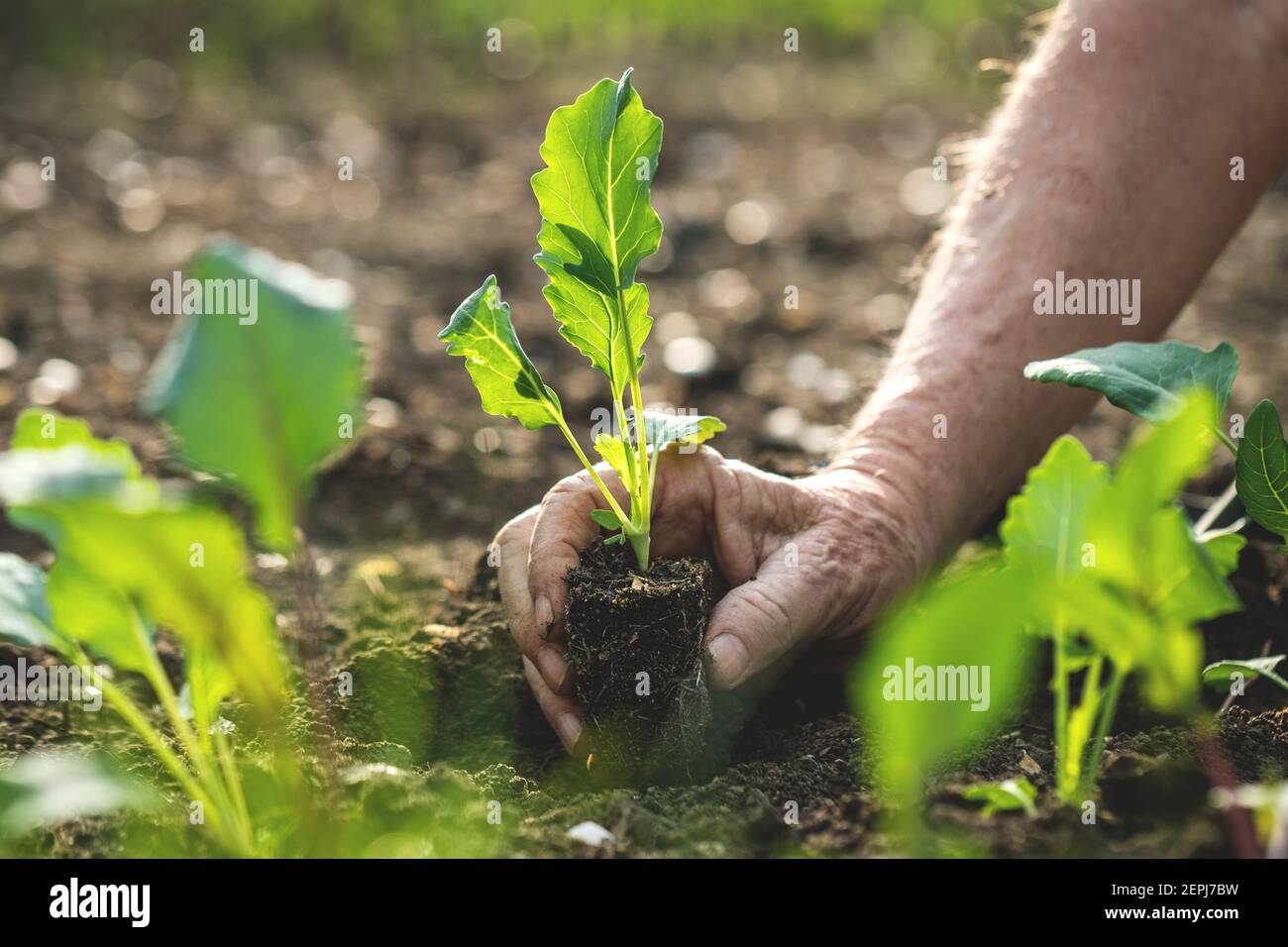 Planting vegetable seedling into soil. Farmer holding green kohlrabi plant in hand. Gardening in organic farm Stock Photo