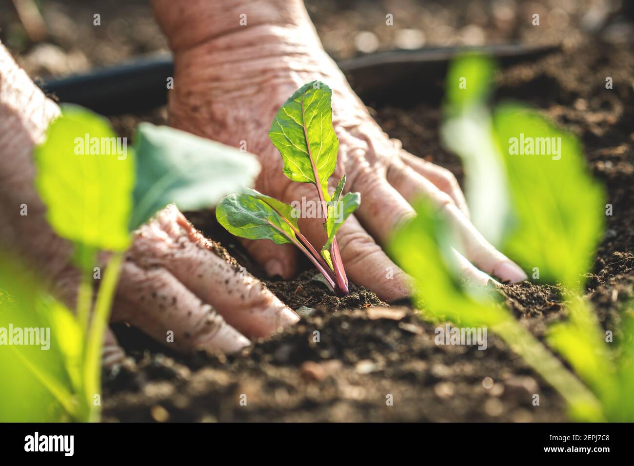 Farmer´s hands planting kohlrabi seedling in vegetable garden. Gardening at spring. Homegrown produce in organic farm Stock Photo