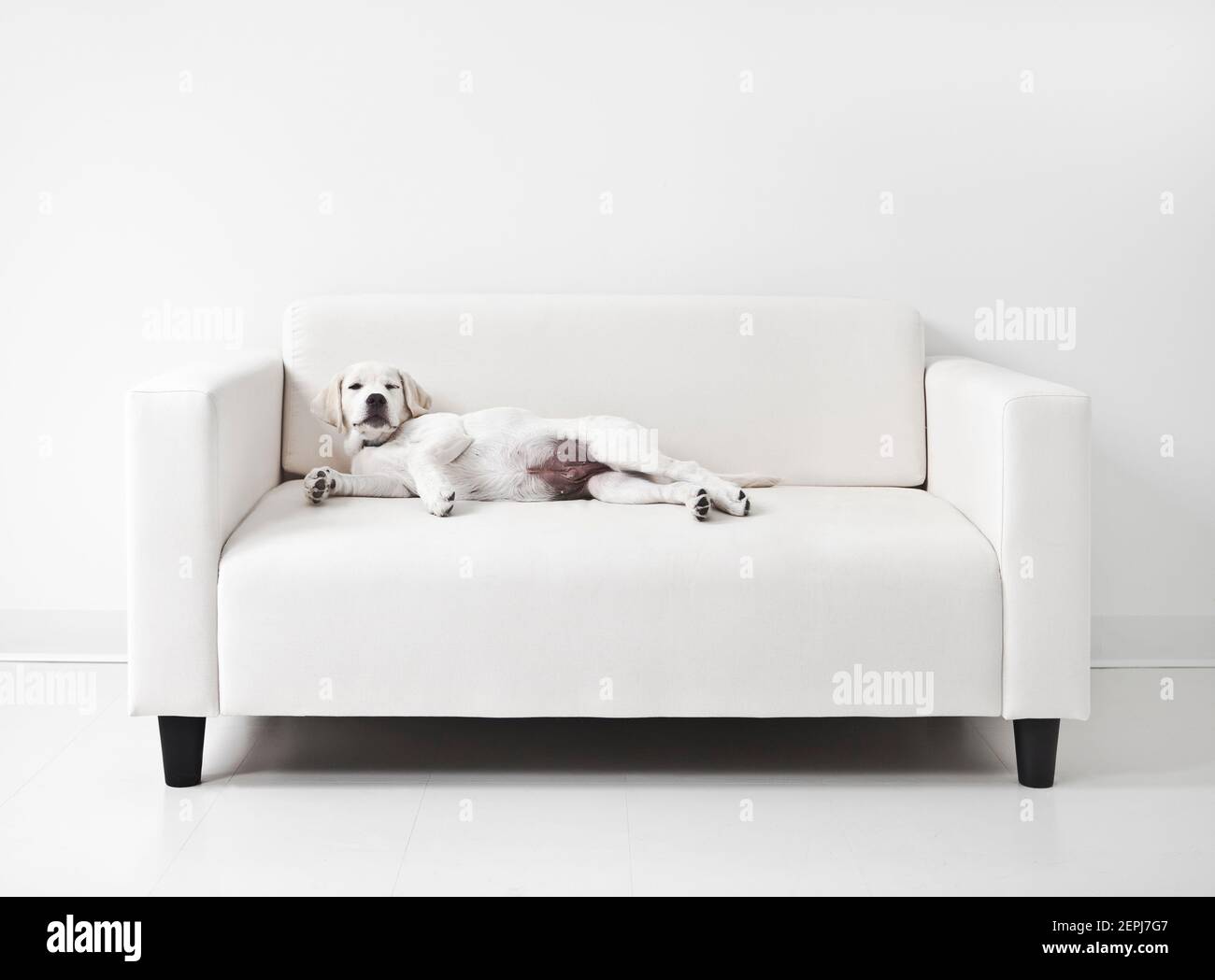 Yes I'm laying on the sofa....You gotta problem with that? Stock Photo