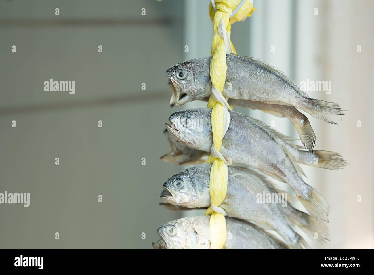 Salted dried yellow corvina is a very delicious fish that is grilled or