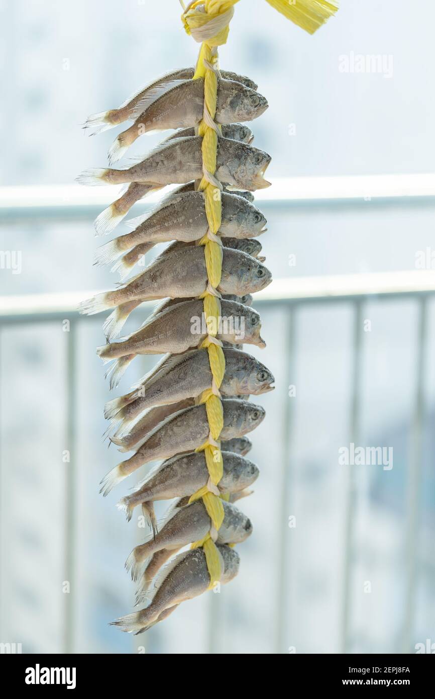 Salted dried yellow corvina is a very delicious fish that is grilled or