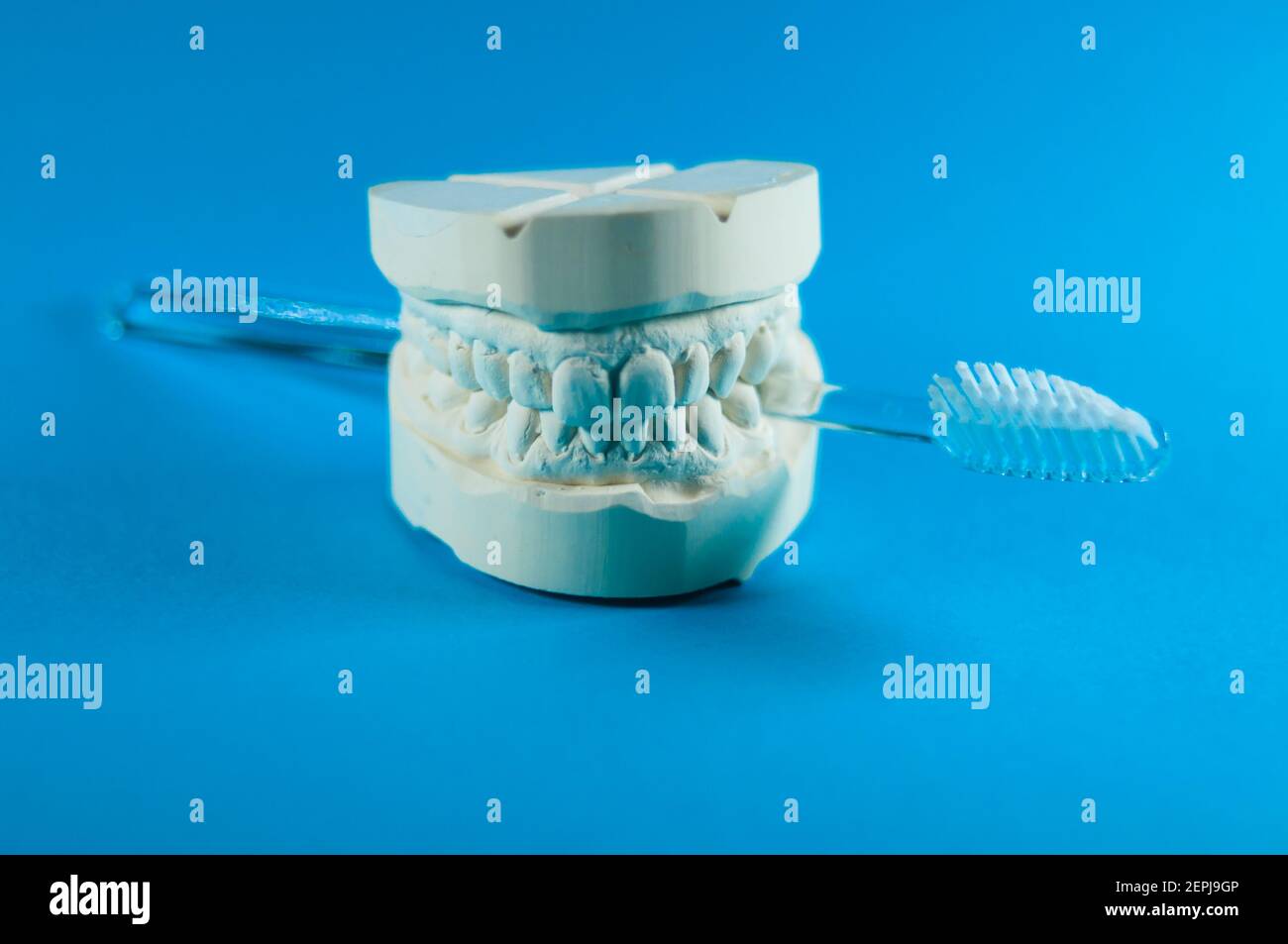 View of the impression of a bit, with the upper and lower jaw in front ...