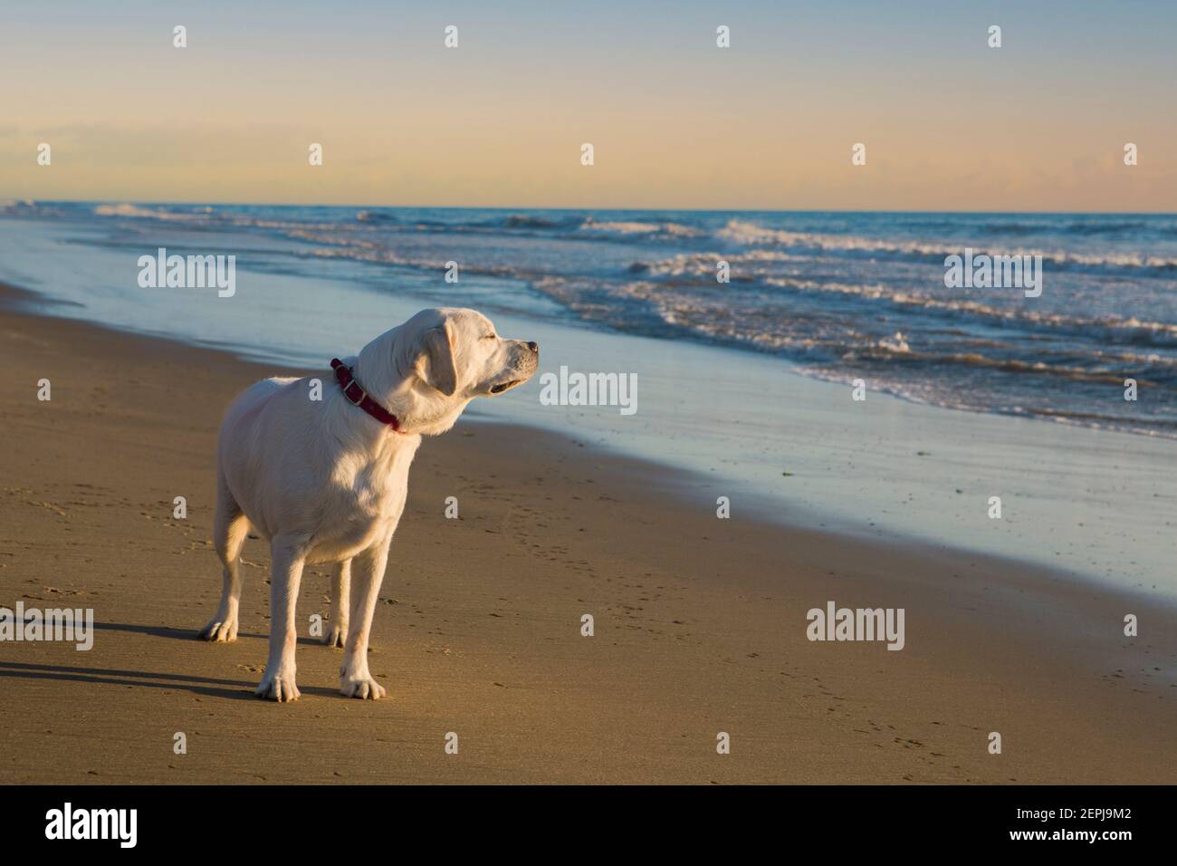 A labrador retriever sniffing the breeze on a Cape Cod beach Stock Photo