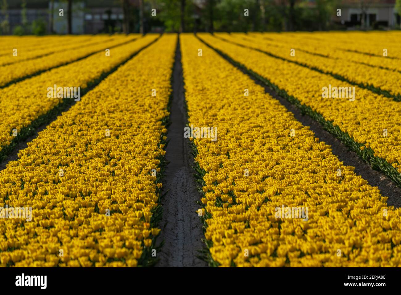 Tulip Flowers Production in Lisse,Netherlands Stock Photo