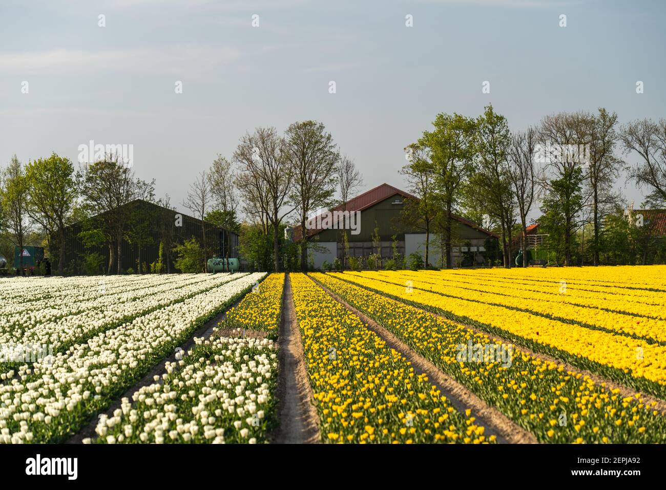 Tulip Flowers Production in Lisse,Netherlands Stock Photo
