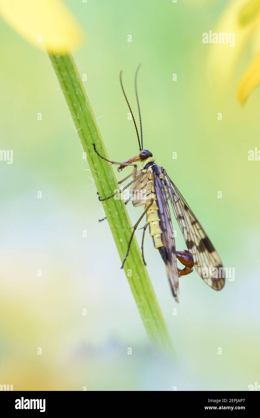 Common scorpionfly - Panorpa communis - male in its natural habitat Stock Photo