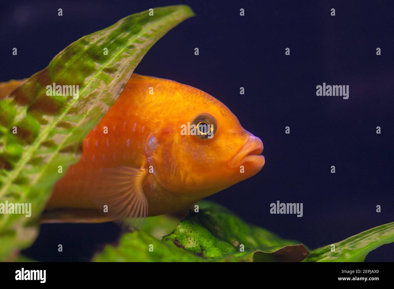 Kenyi cichlid Maylandia lombardoi aquarium fish Stock Photo