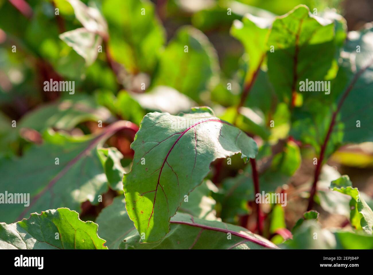 Growing beets in the garden. selective focus Stock Photo