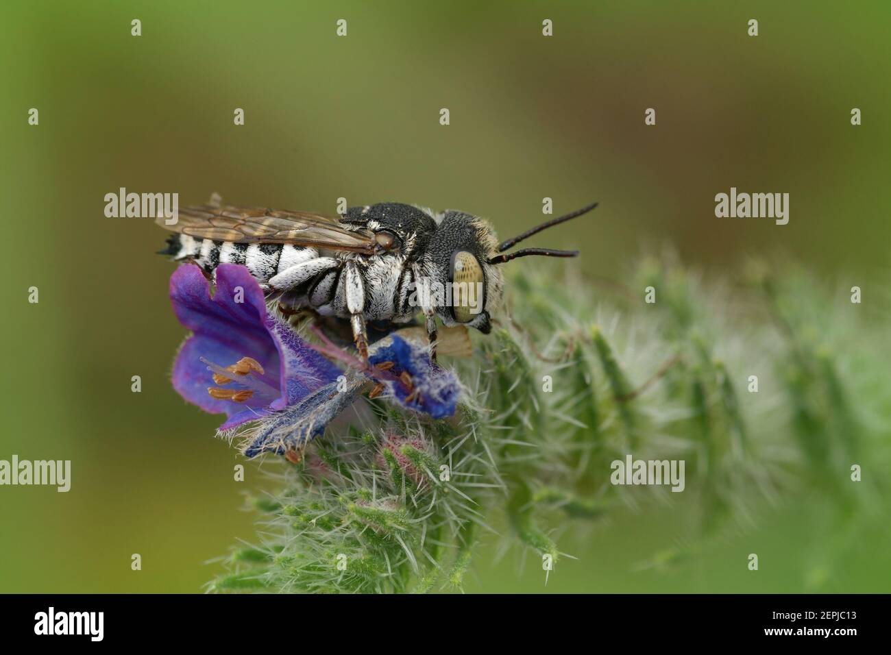 Close of a cuckoo bee , Coelioxys argenteus, on Viper's bugloss  Stock Photo
