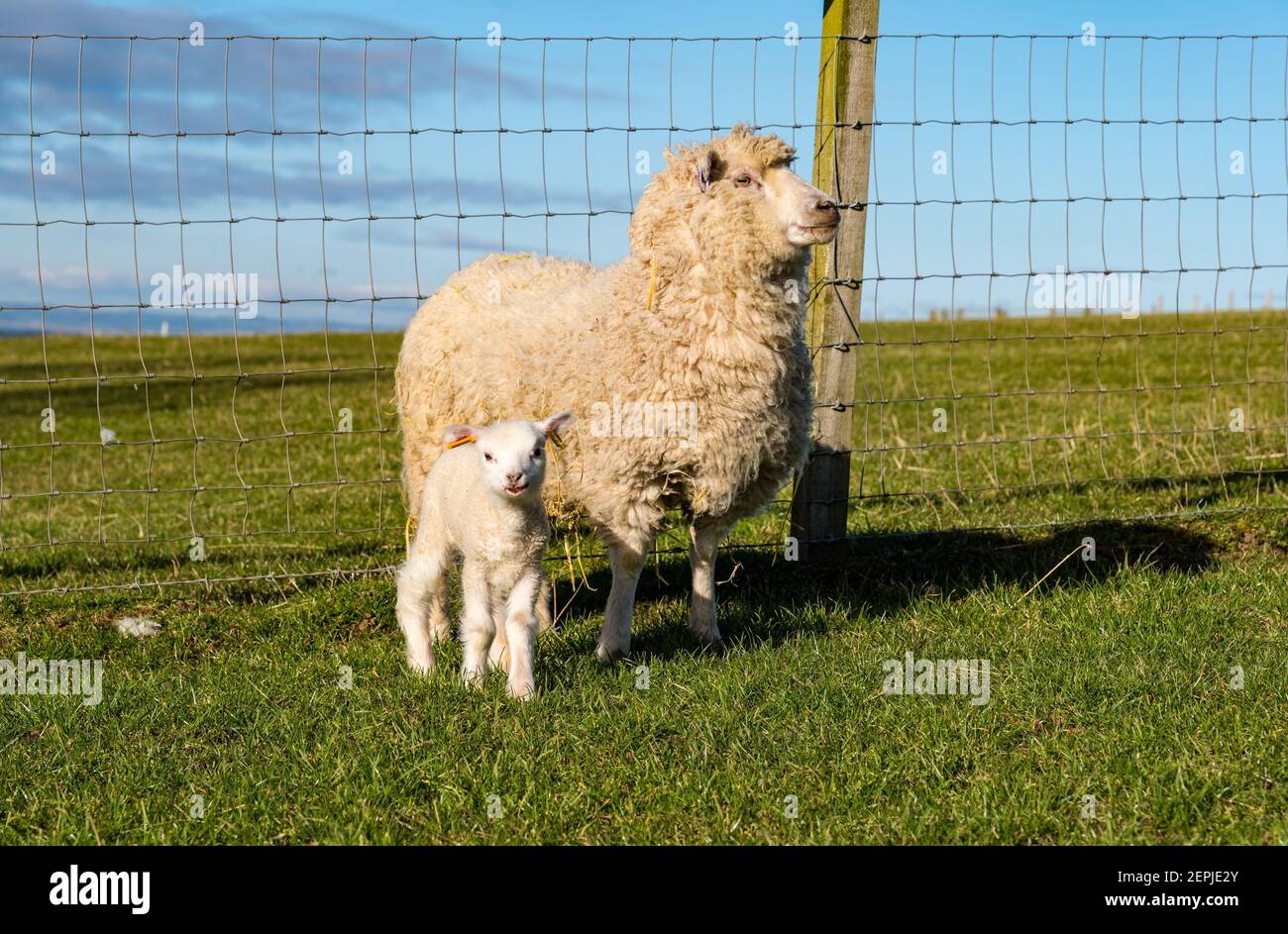 First animal in space hi-res stock photography and images - Alamy First animal in space hi-res stock photography and images - Alamy