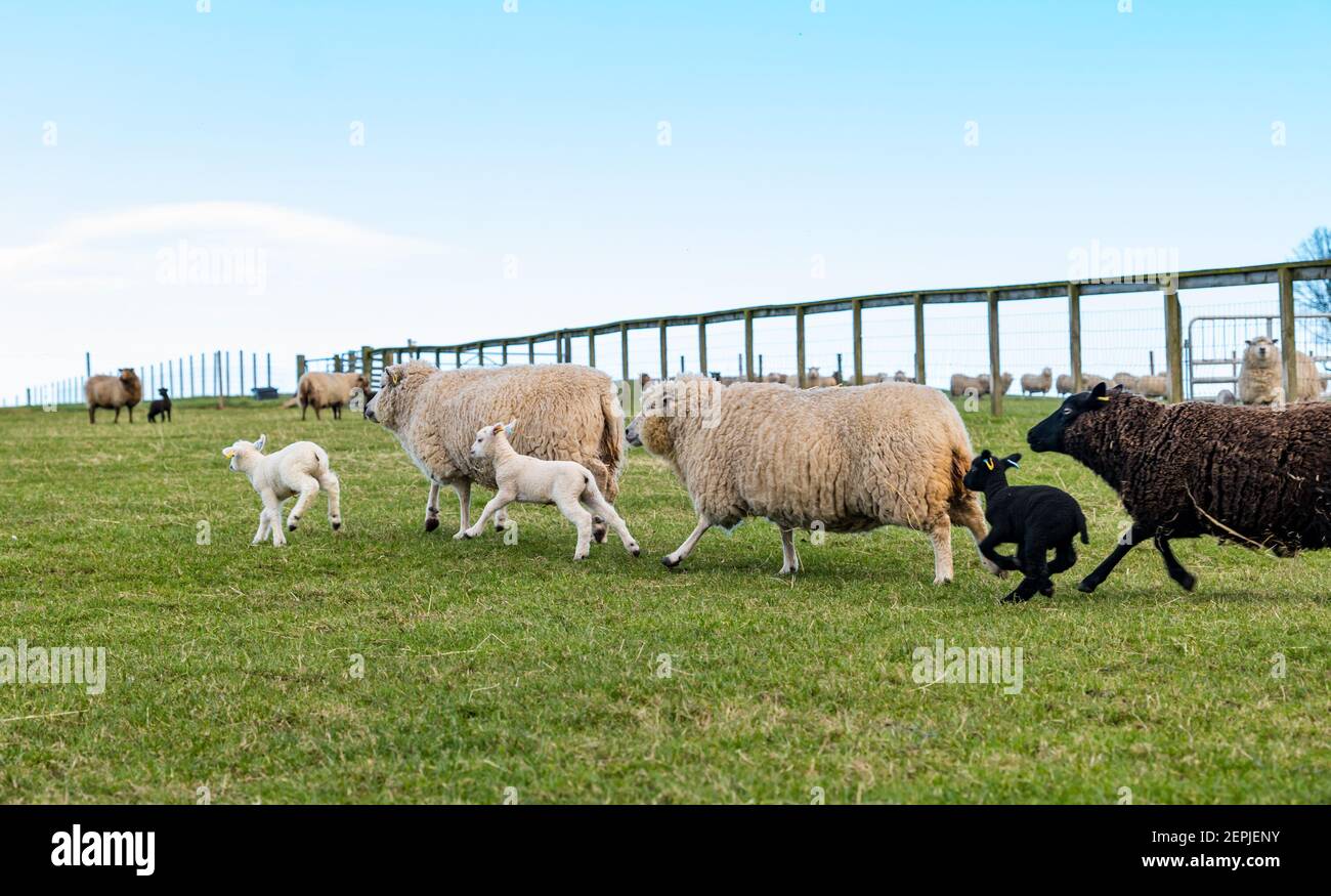 East Lothian, Scotland, United Kingdom, 27th February 2021. Shetland lambs first time in field,: Farmer Richard Briggs of Briggs Shetland Lamb lets the singleton lambs and their mothers out into the field for the first time. The lambs were born between 7 and 10 days ago in the barn and it is their first experience of being outside in the Spring sunshine. The lambs get their first taste of the open space of a big field Stock Photo