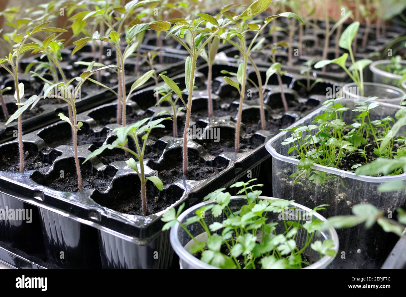 close-up of  seedlings of the  various vegetables in the greenhouse ready for planting in the vegetable garden Stock Photo