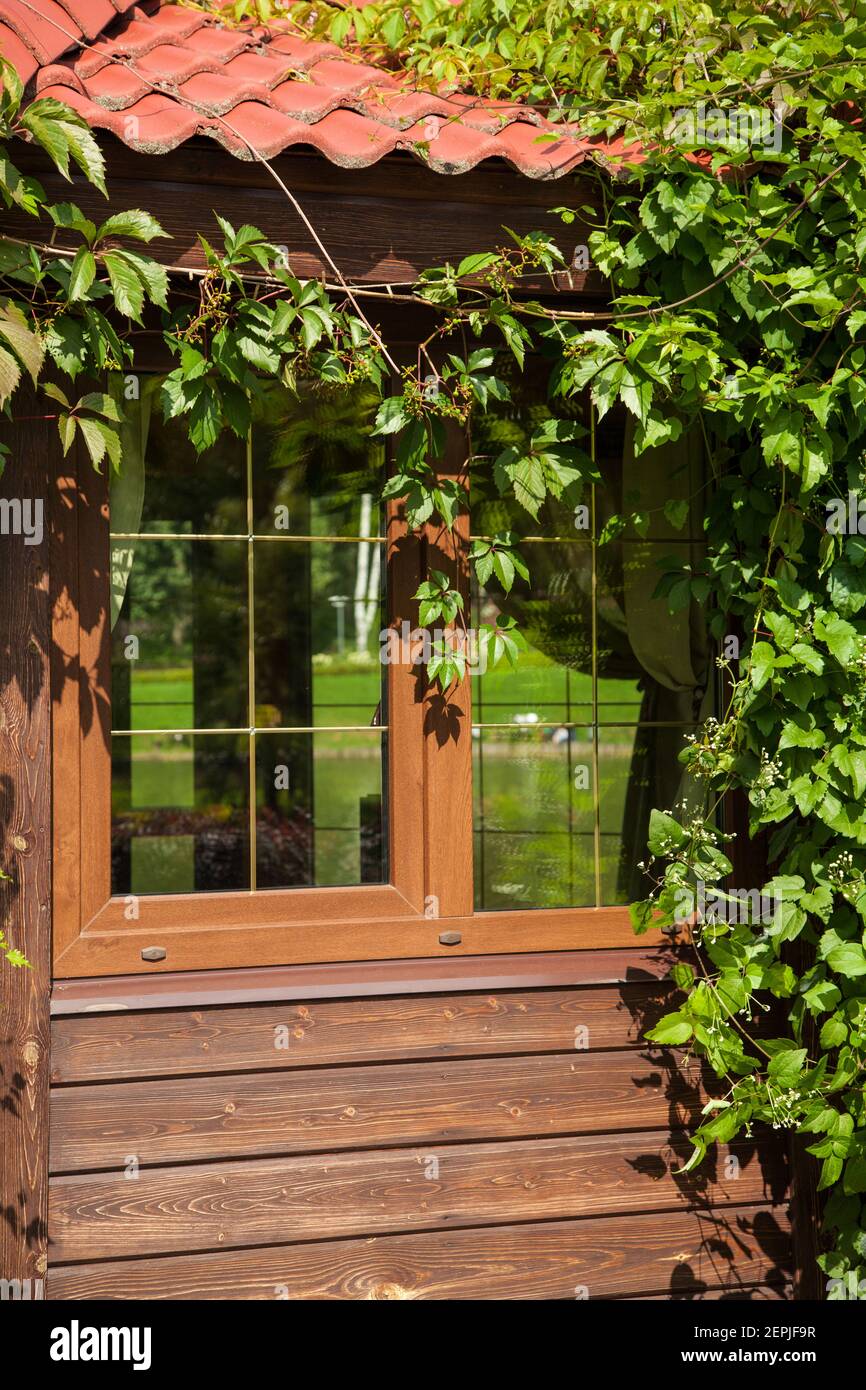 Wooden house covered with green wild grapes. Part of the house, close-up windows, sunny summer day. Stock Photo