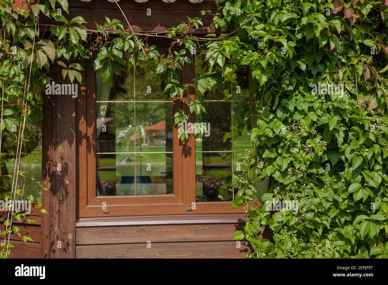 Wooden house covered with green wild grapes. Part of the house, close-up windows, sunny summer day. Stock Photo