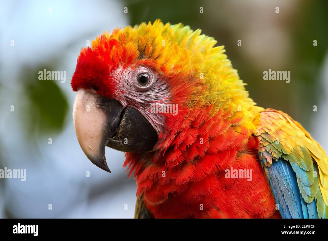 Portrait of Ara parrot, Scarlet Macaw and Great green macaw hybrid, portrait of red and green, colorful amazonian parrot. Wild animal.. Stock Photo