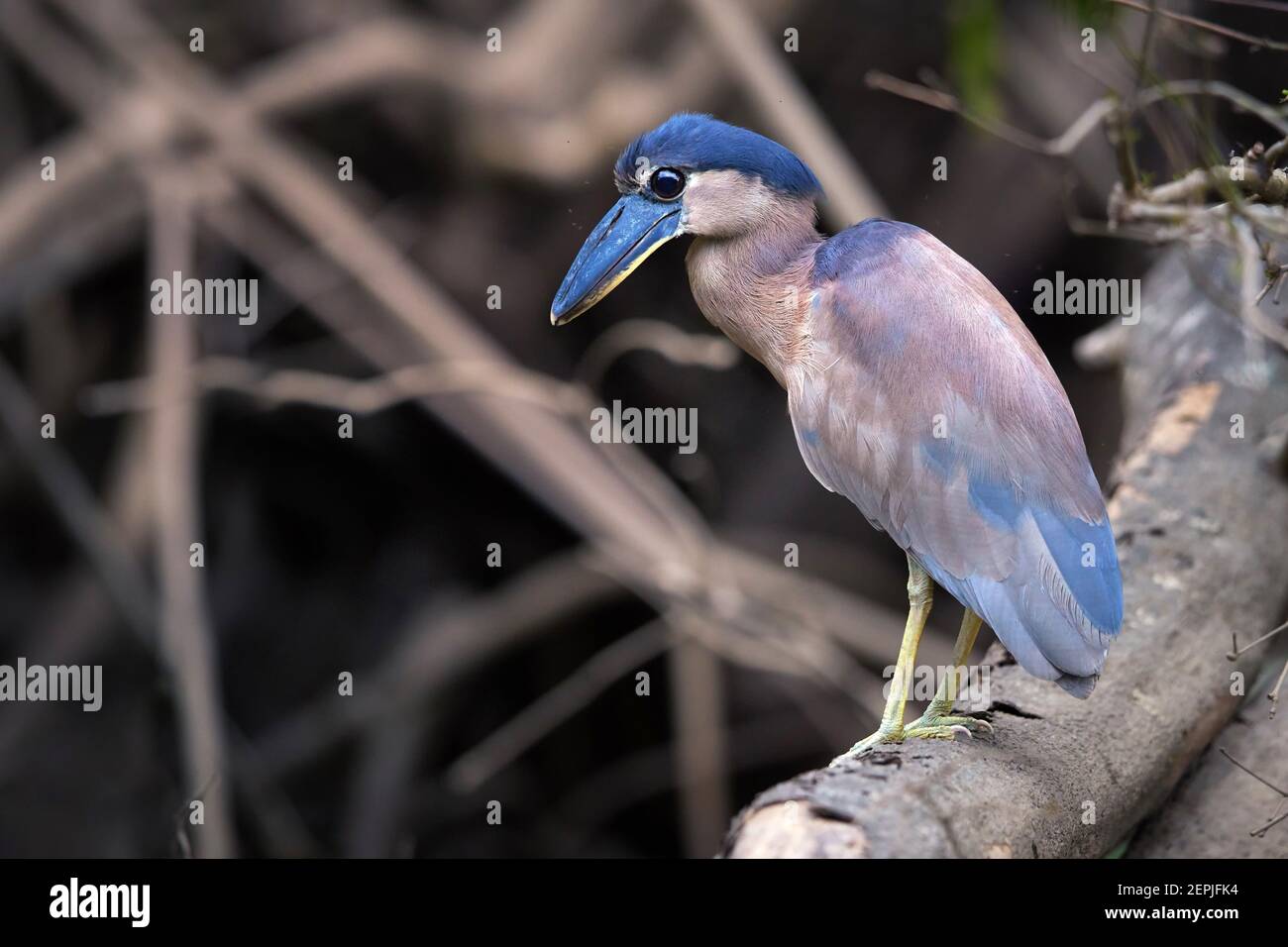 Boat-billed heron, Cochlearius cochlearius, nocturnal bird from heron family standing on mangrove roots against muddy river bank. Nocturnal bird with Stock Photo