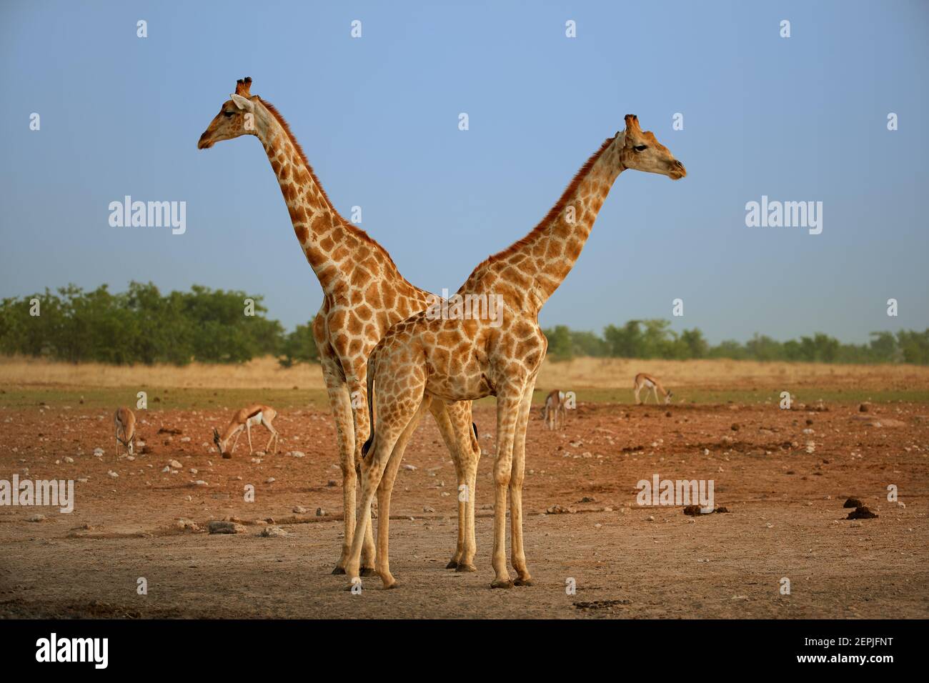 Two  Angolan giraffes, Giraffa giraffa angolensis, also known as Namibian giraffe, standing heads apart next to waterhole. Safari in Etosha national p Stock Photo