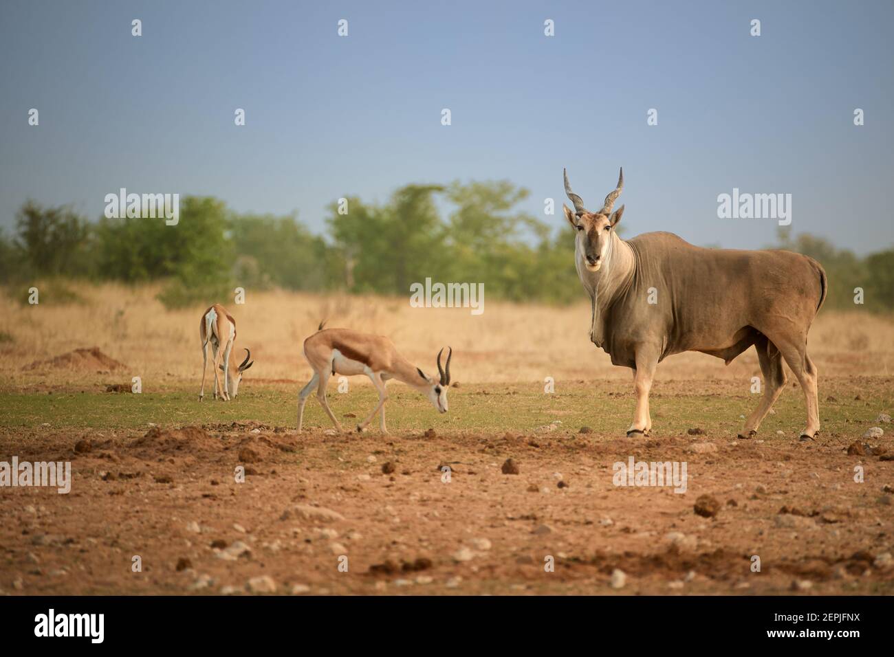 Huge Eland antelope,Taurotragus oryx, male with twisted horns staring at camera in typical arid environment  of Etosha national park. Wildlife photogr Stock Photo