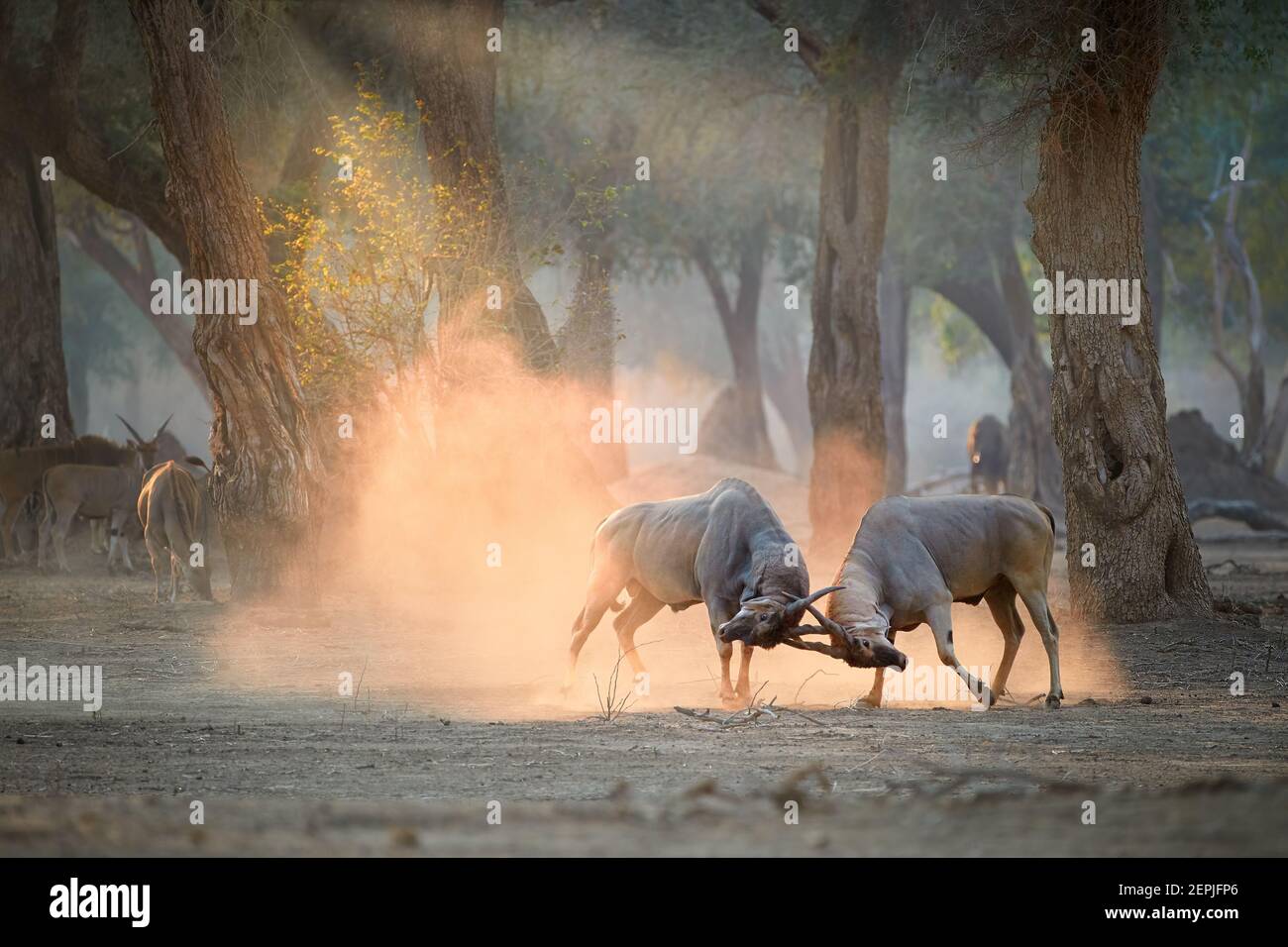 Two large male Eland antelopes, Taurotragus oryx, fighting in an orange  cloud of dust backlighted by rays of morning sun. Mana Pools. Stock Photo