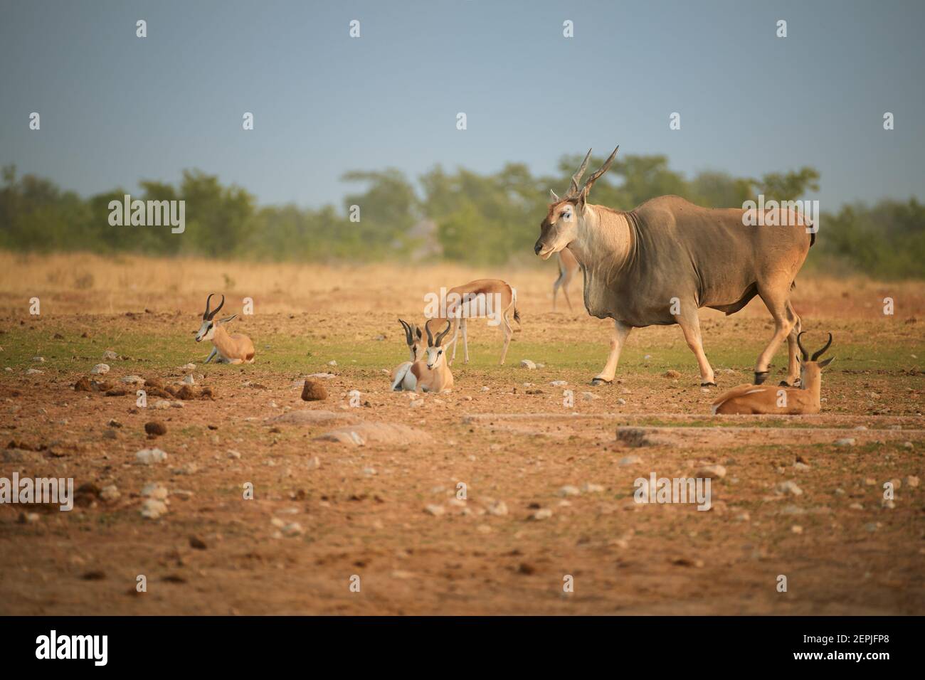 Eland antelope,Taurotragus oryx, largest and heaviest antelope in Africa, male with twisted horns walking in front of springboks,  in typical arid env Stock Photo