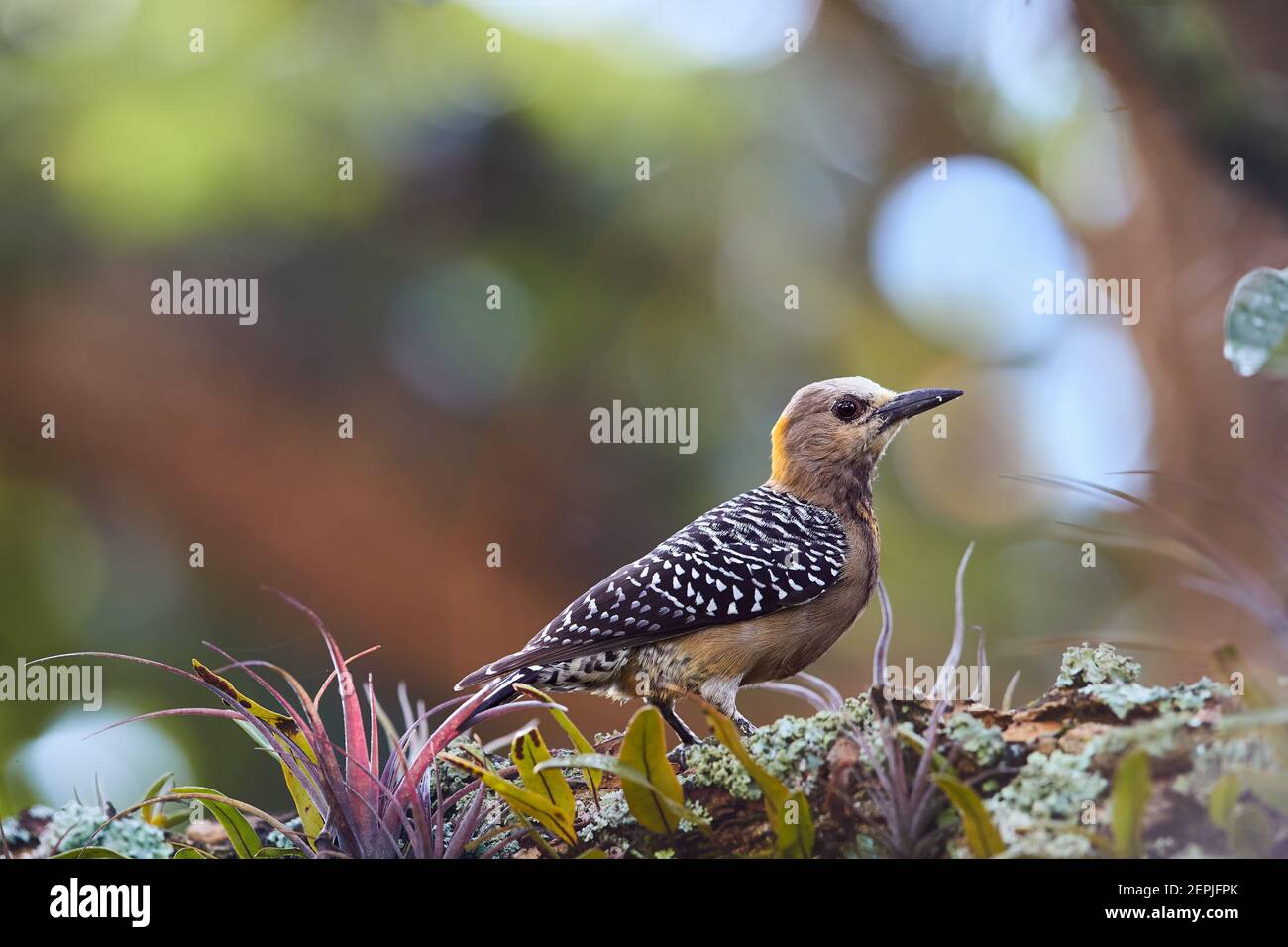 Hoffmann's woodpecker, Melanerpes hoffmannii, tropical woodpecker with barred back and wings, looking for insects among epiphytes on tropical, old tre Stock Photo