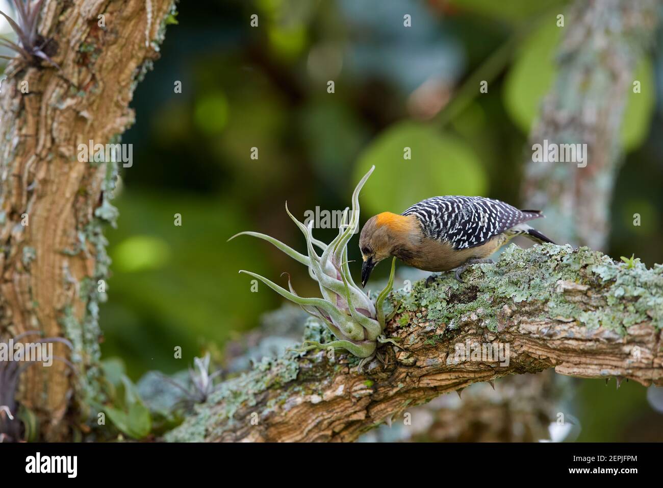Hoffmann's woodpecker, Melanerpes hoffmannii, tropical woodpecker with barred back and wings, looking for insects among epiphytes on tropical, old tre Stock Photo