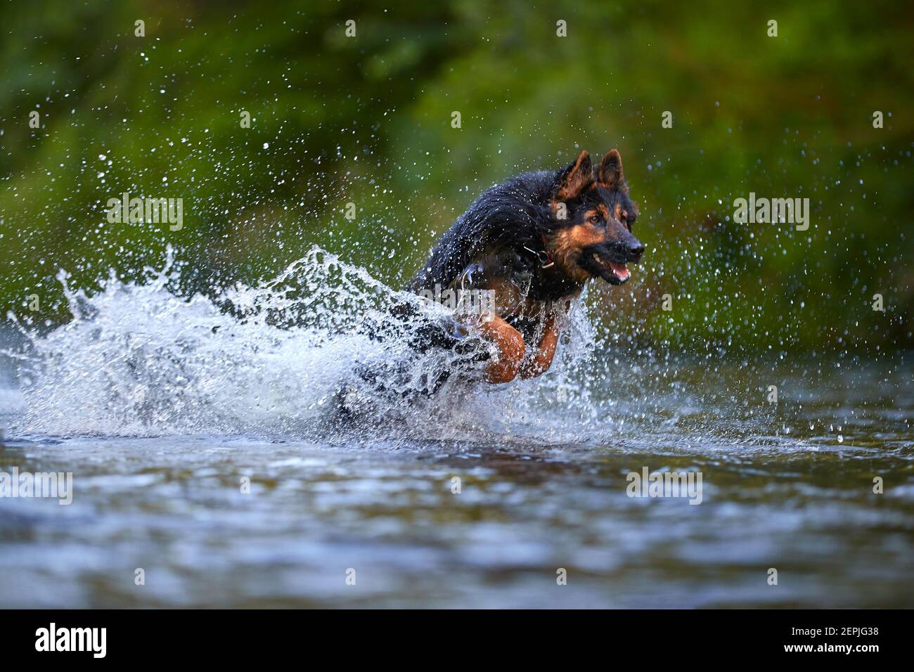 https://c8.alamy.com/comp/2EPJG38/hairy-dog-jumping-in-splashing-water-of-a-river-head-illuminated-by-sun-against-dark-background-actions-training-games-with-dog-in-water-bohemian-2EPJG38.jpg