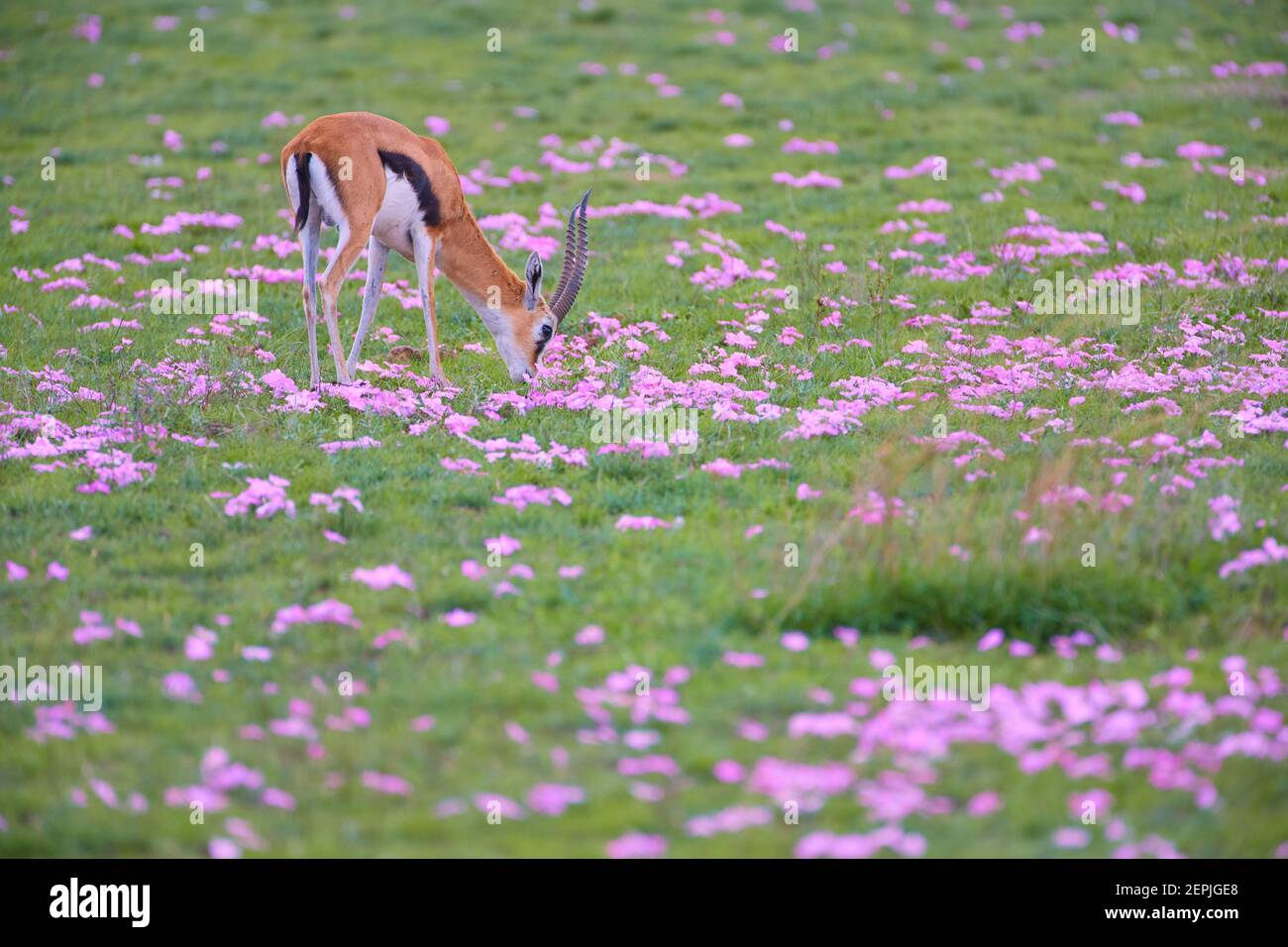 Thomson's gazelle, Eudorcas thomsonii, grazing on green savanna ...