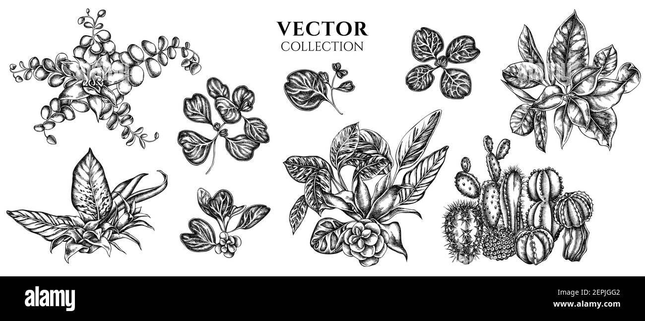 Flower bouquet of black and white ficus, iresine, kalanchoe, calathea, guzmania, cactus Stock Vector