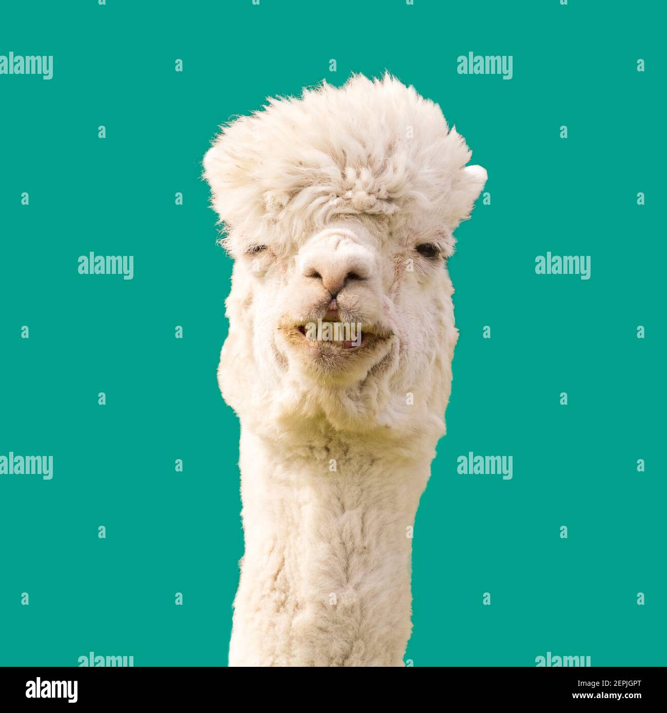 funny looking llama