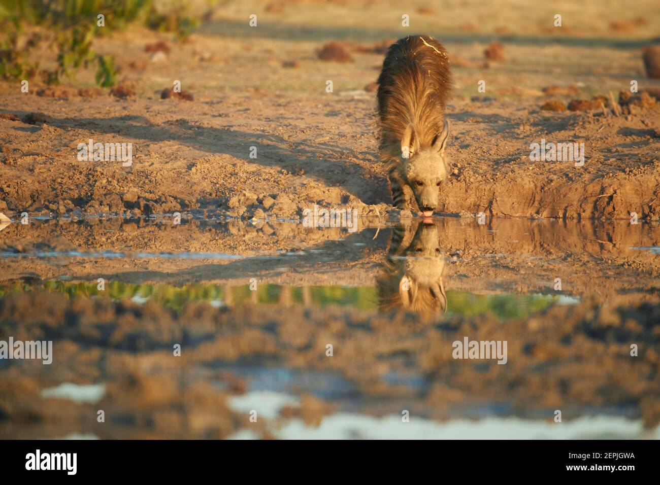 Wild Brown hyena, Parahyaena brunnea, also strandwolf. Low angle photo of rarest species of hyena in early morning, drinking from waterhole. Very shy, Stock Photo