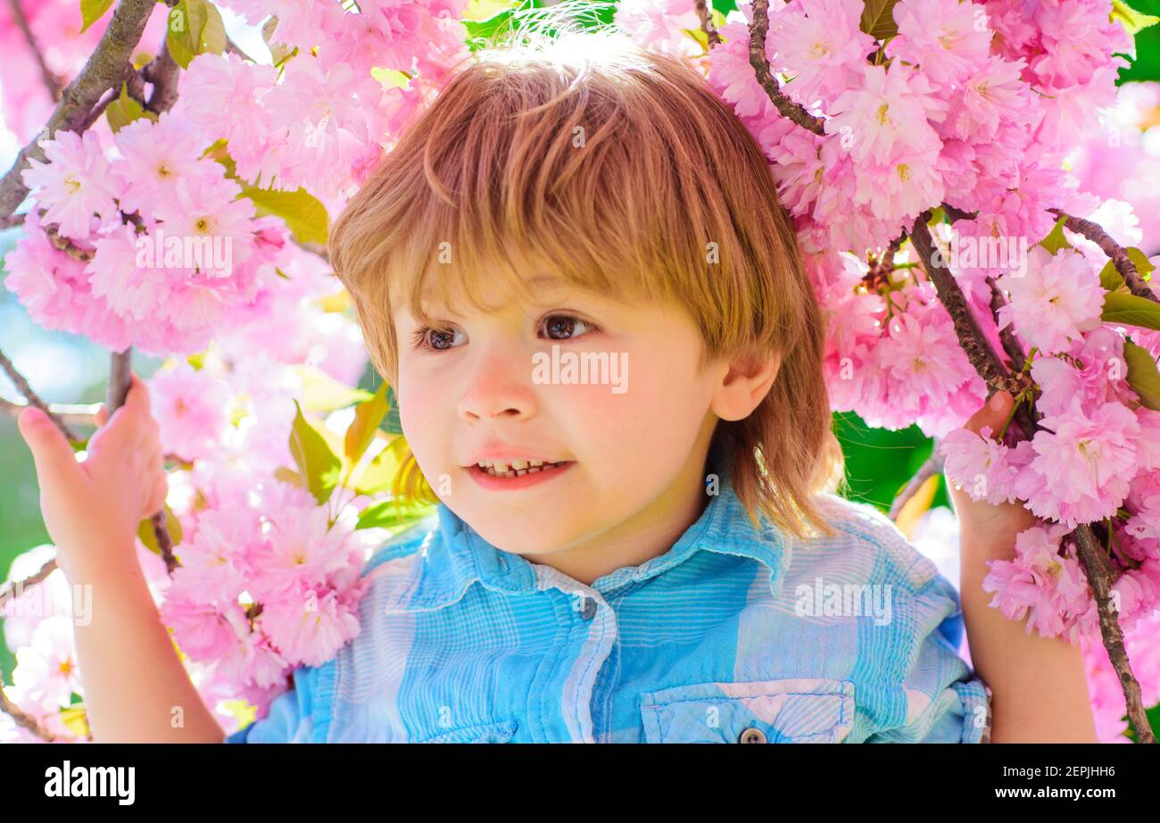 Surprised child in Sakura bloom. Cute kid boy in pink blossoming flowers sakura. Stock Photo