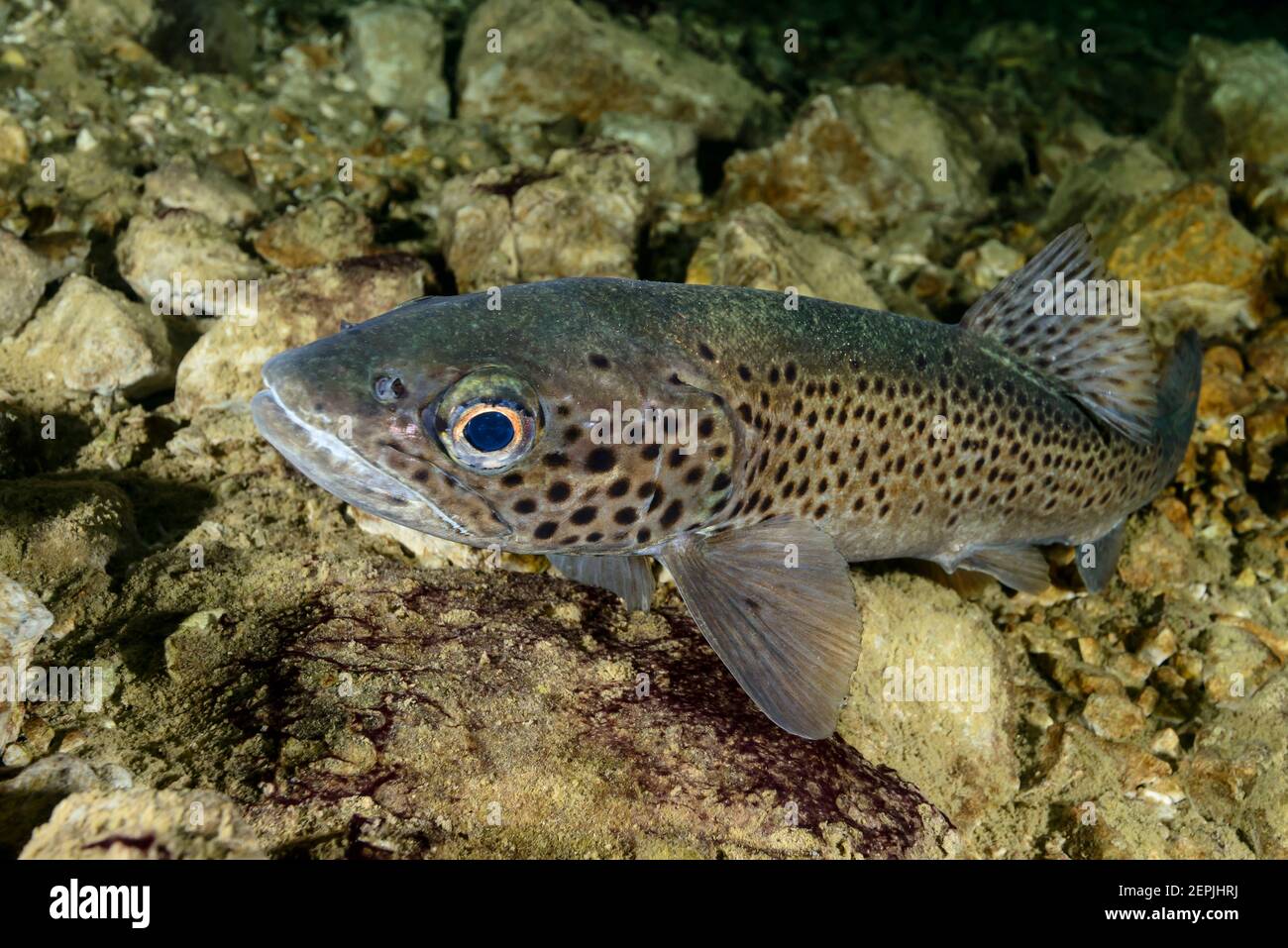 Salmo trutta lacustris, Sea trout, Gosausee (Lake Gosau), Austria Stock Photo